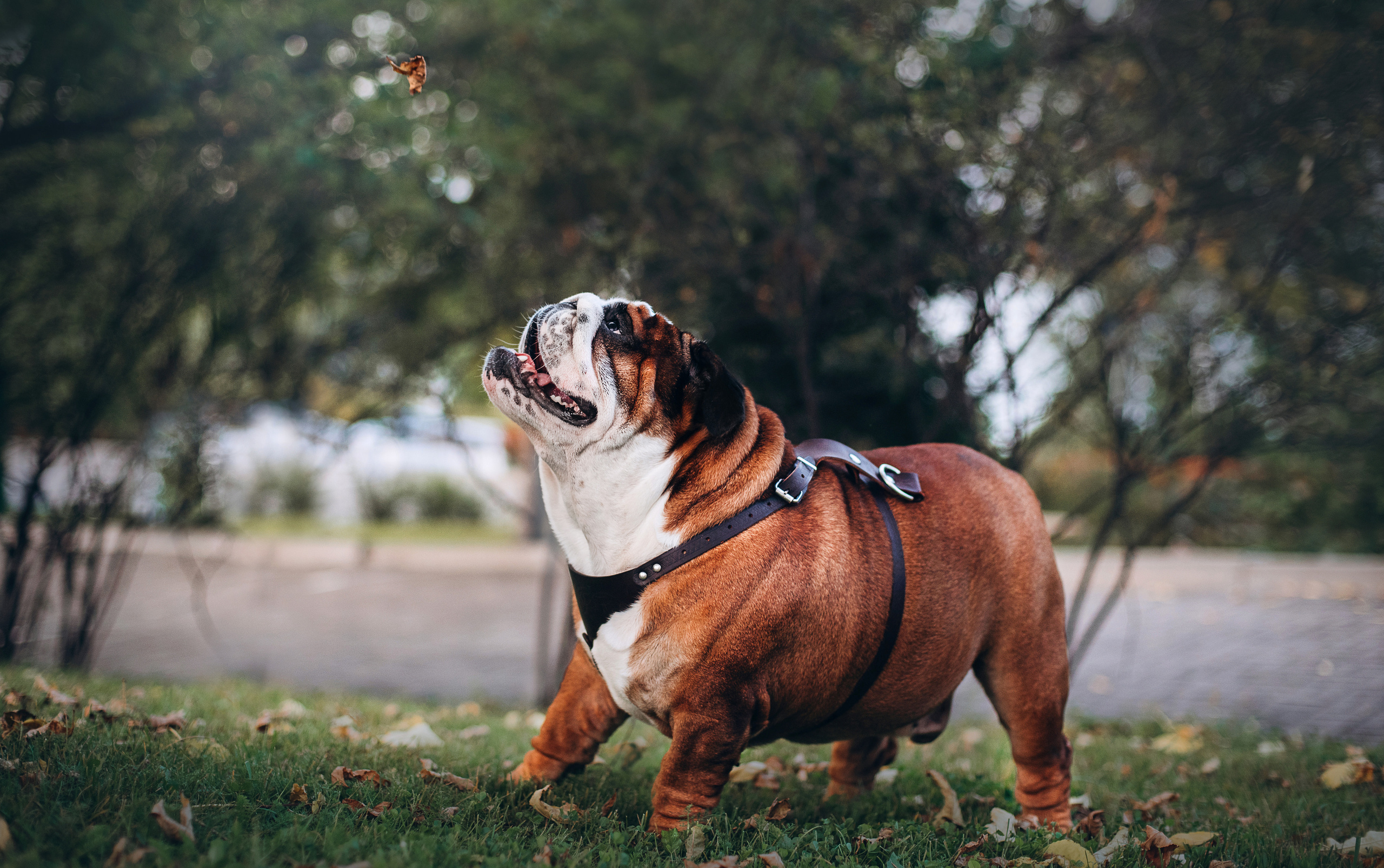 Рассвет в городе: бульдог Роберт и Юля. Портфолио