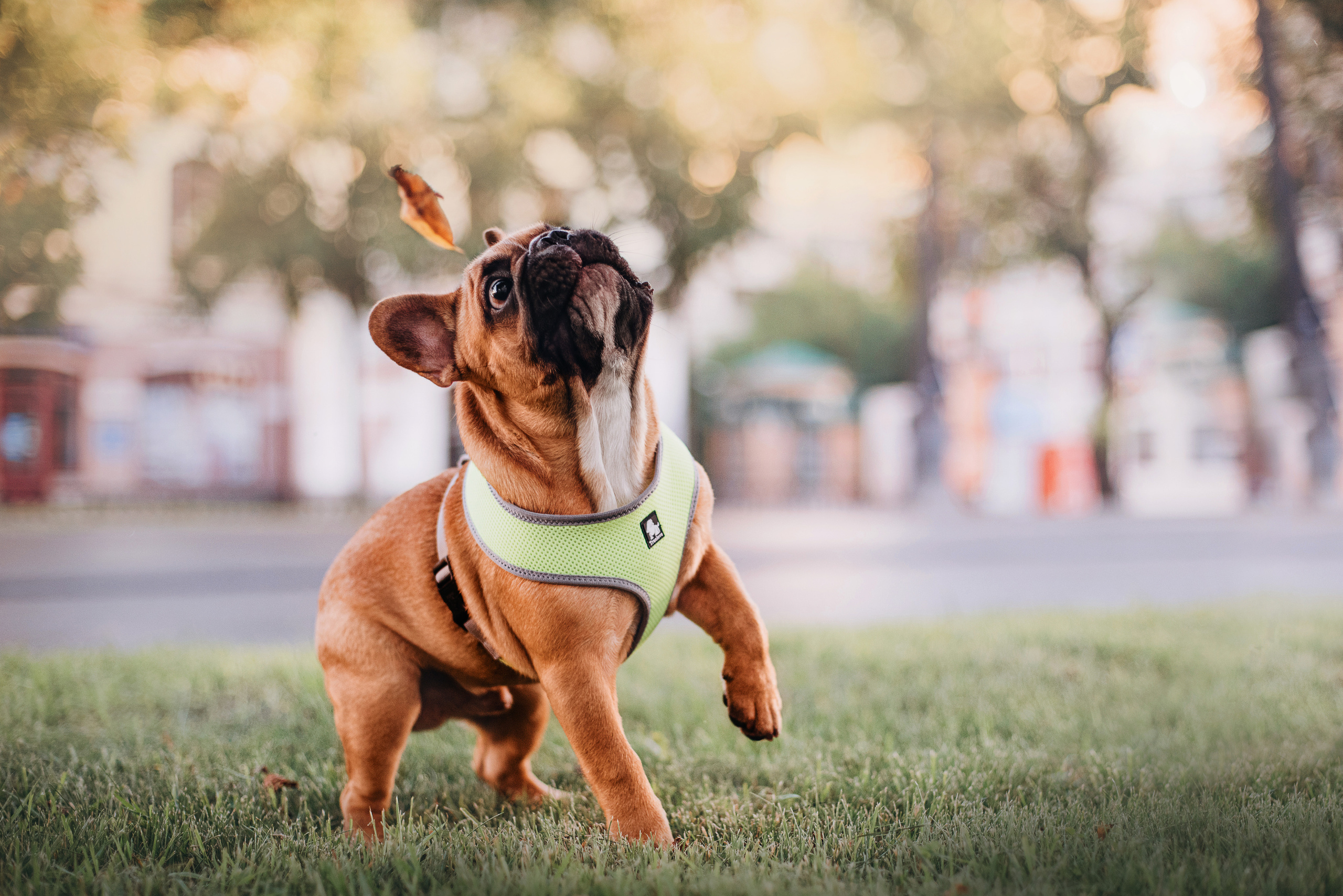 Рассвет в городе: французские бульдоги Лео и Фрэнк и Алена. Портфолио