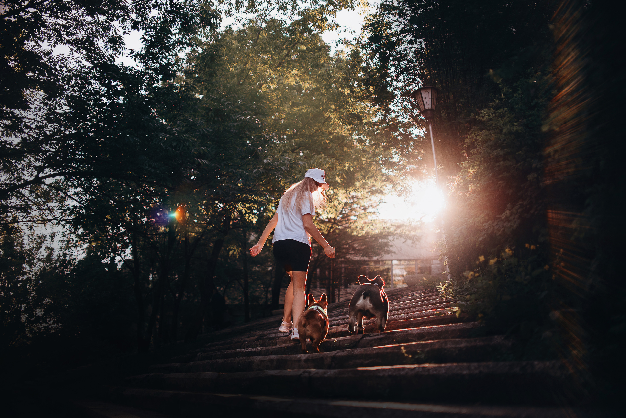 Рассвет в городе: французские бульдоги Лео и Фрэнк и Алена. Портфолио