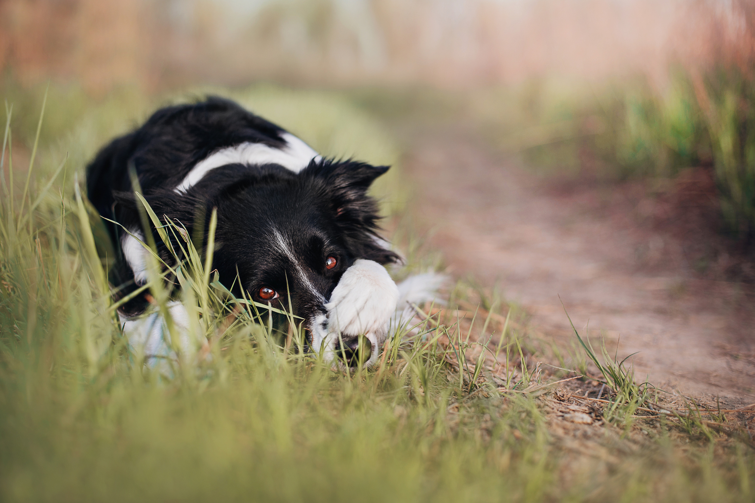 Бордер-колли Юппи, овчар Тайфун, Наташа и Дима. Портфолио