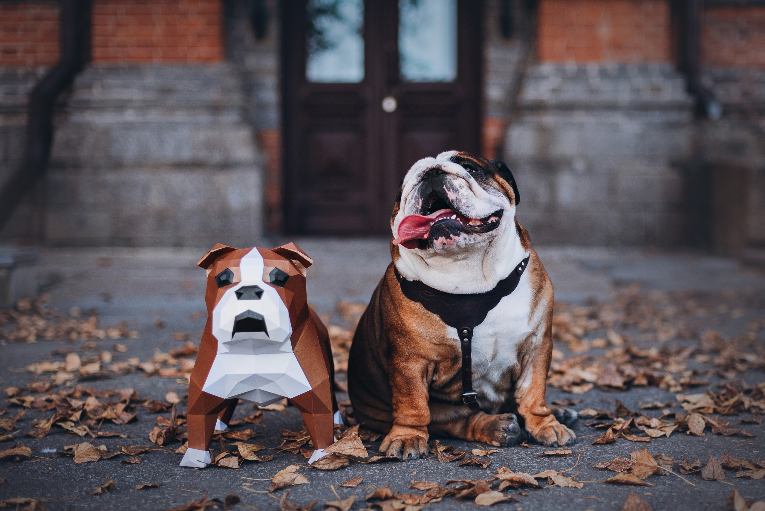 Рассвет в городе: бульдог Роберт и Юля. Портфолио