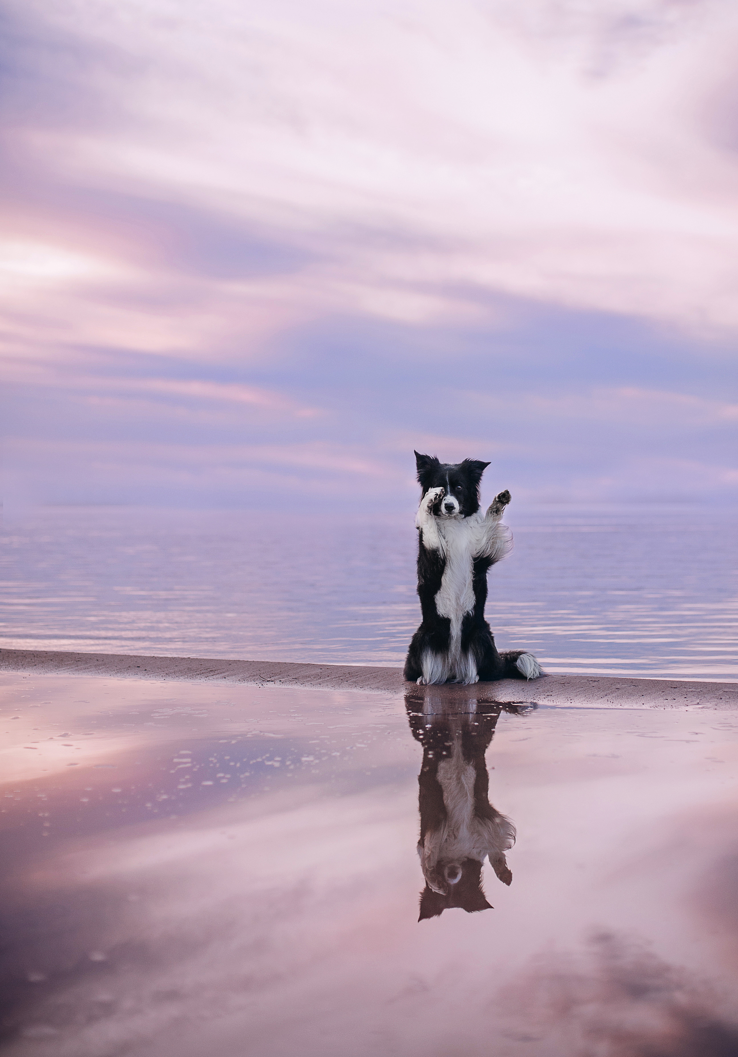 Бордер-колли Юппи, овчар Тайфун, Наташа и Дима. Портфолио