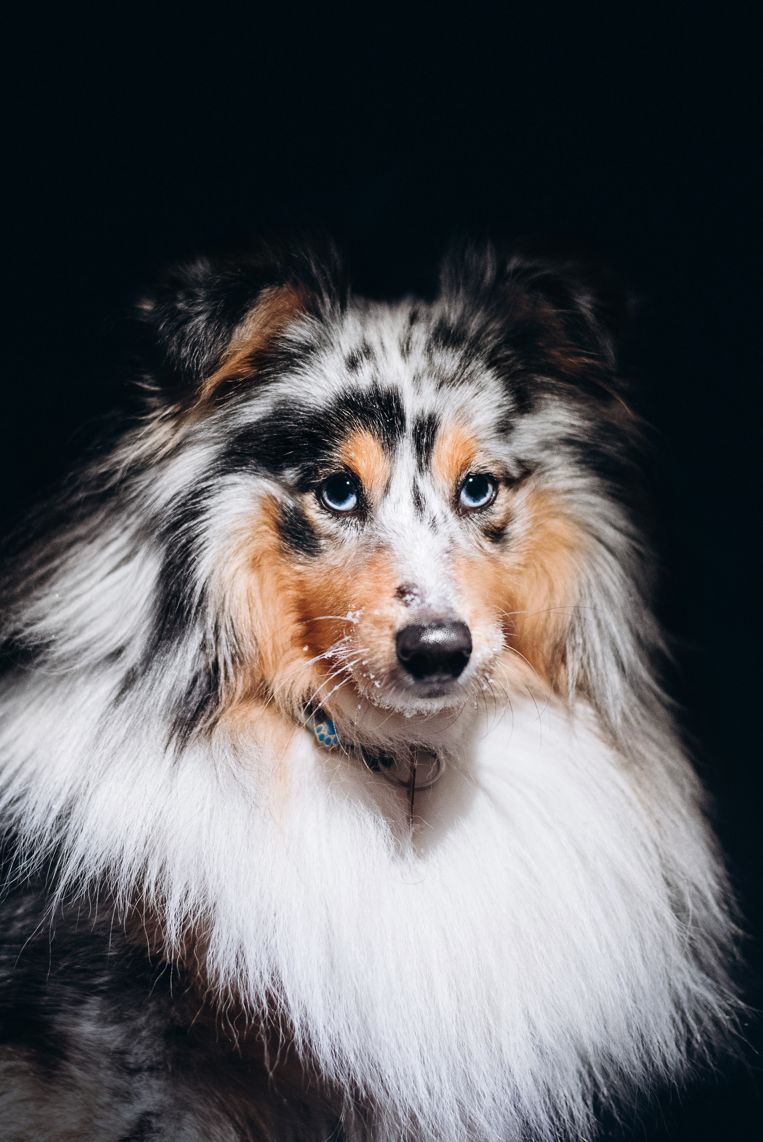 Шелти Расс. Портфолио