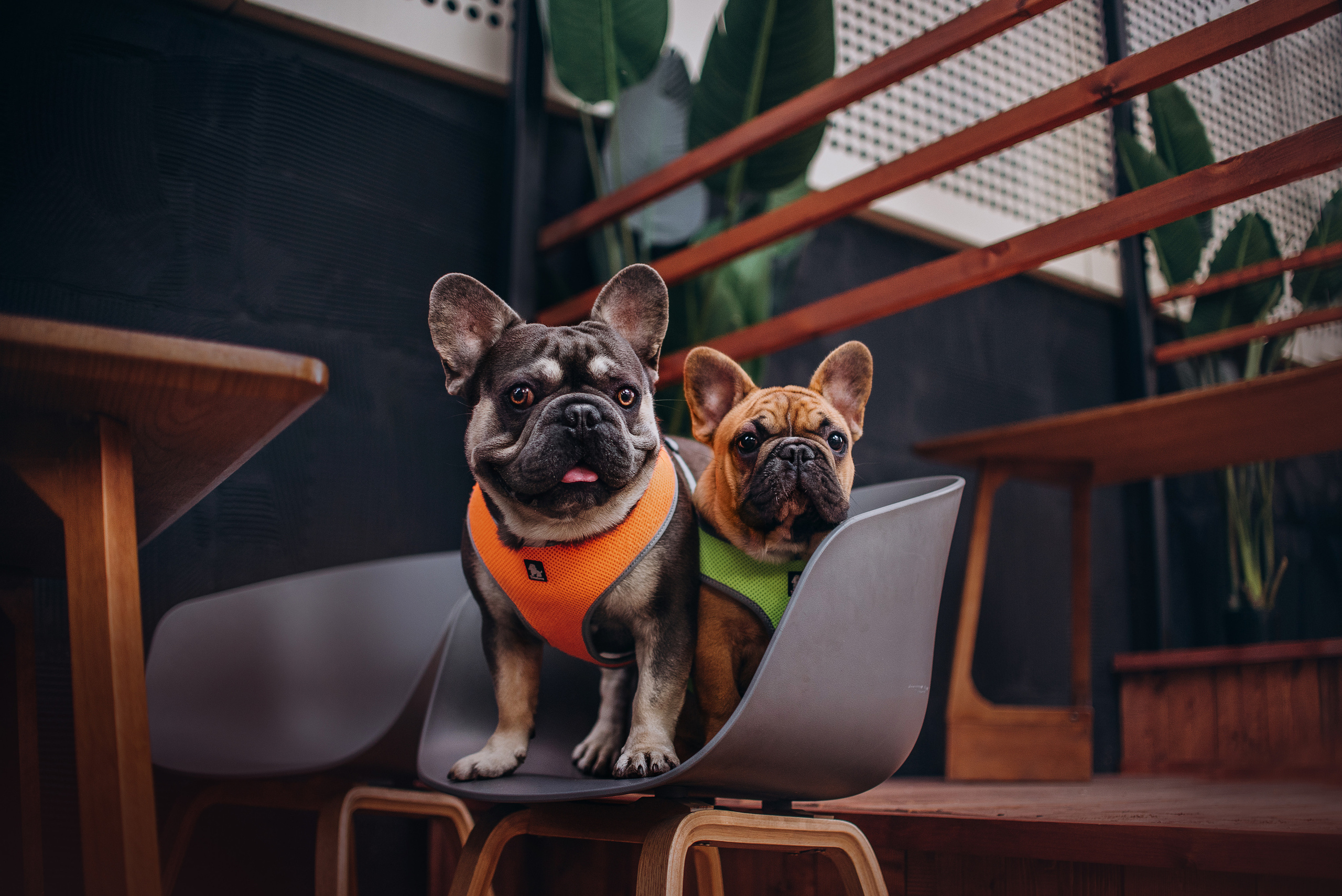 Рассвет в городе: французские бульдоги Лео и Фрэнк и Алена. Портфолио