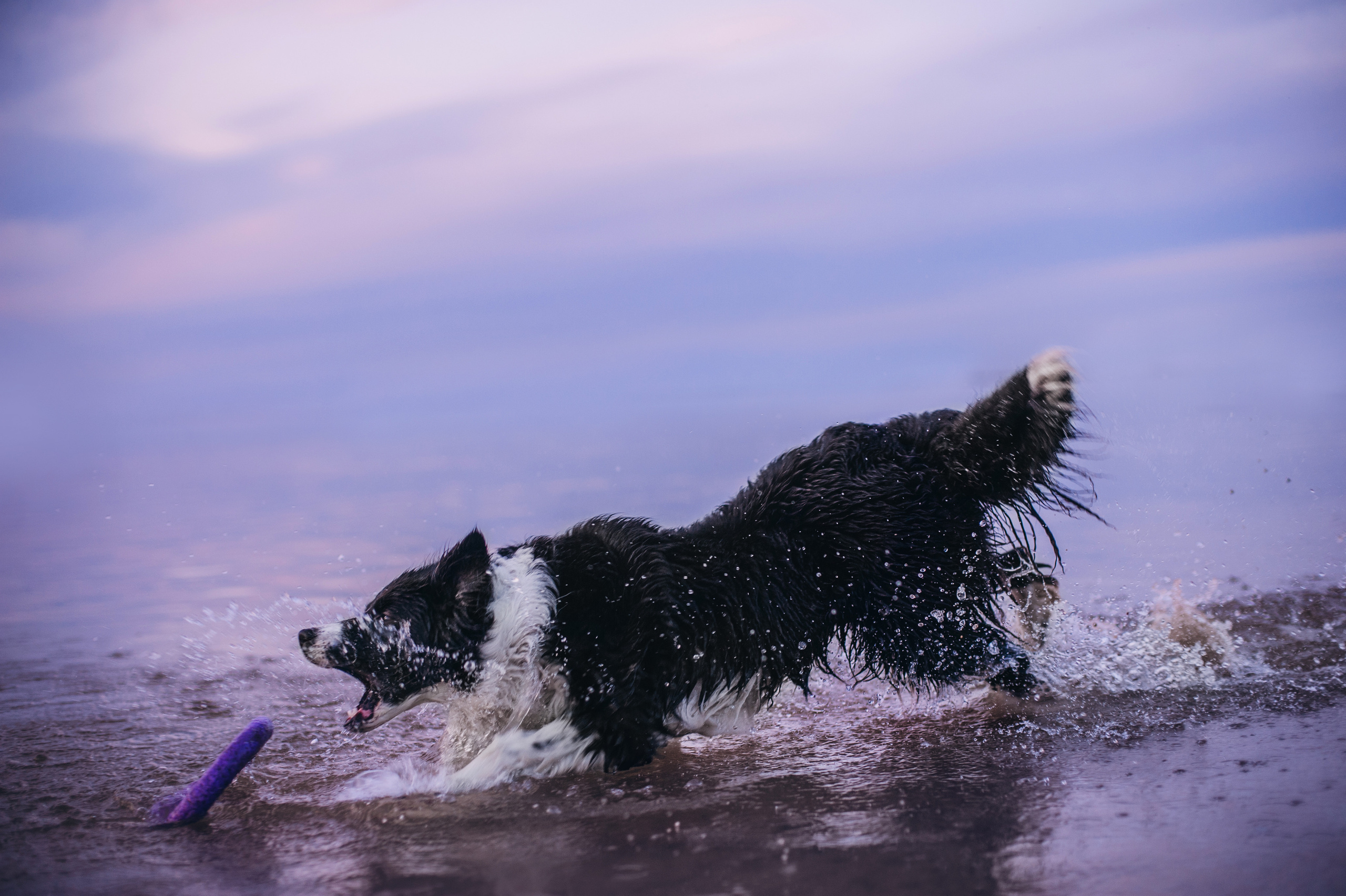 Бордер-колли Юппи, овчар Тайфун, Наташа и Дима. Портфолио