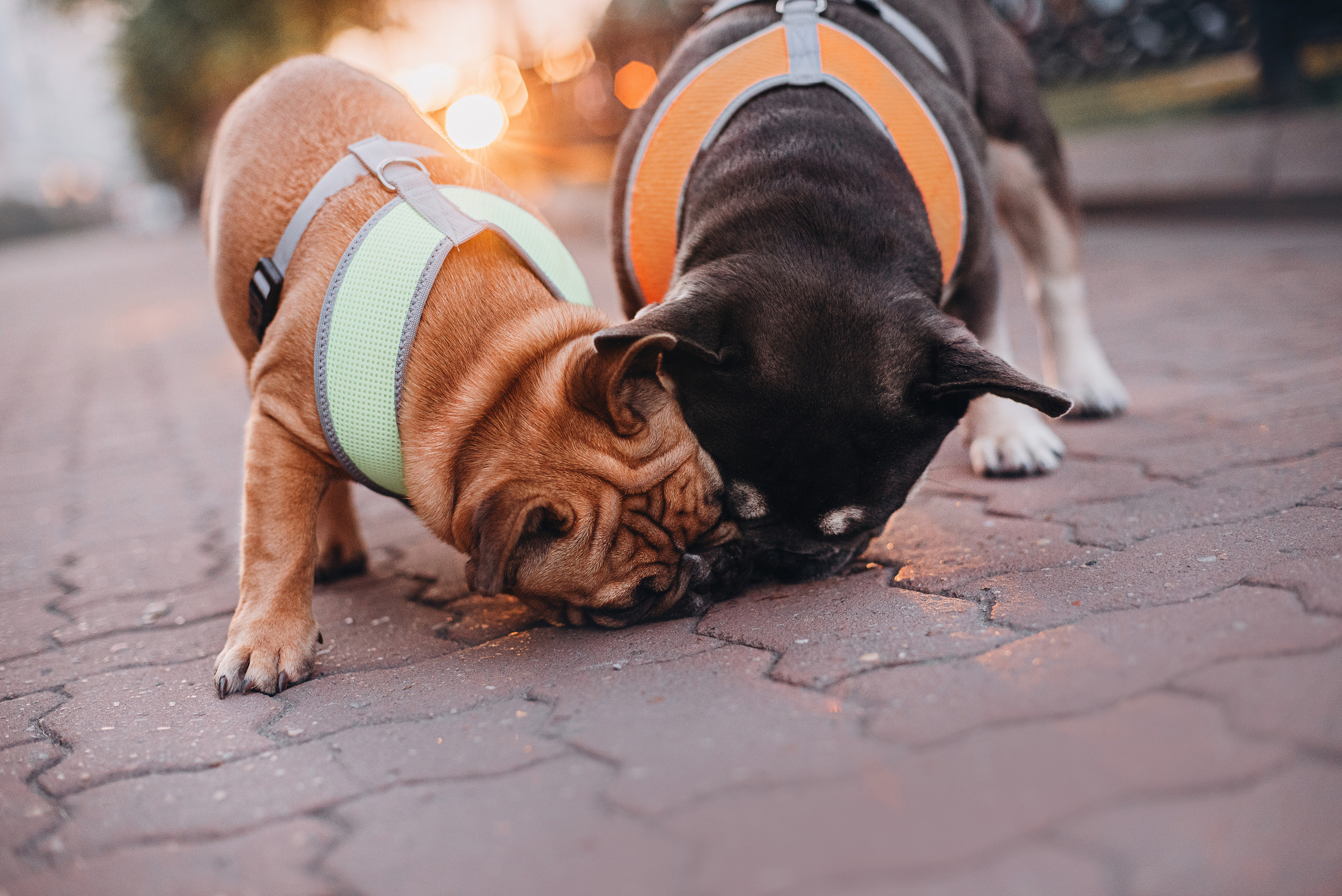 Рассвет в городе: французские бульдоги Лео и Фрэнк и Алена. Портфолио