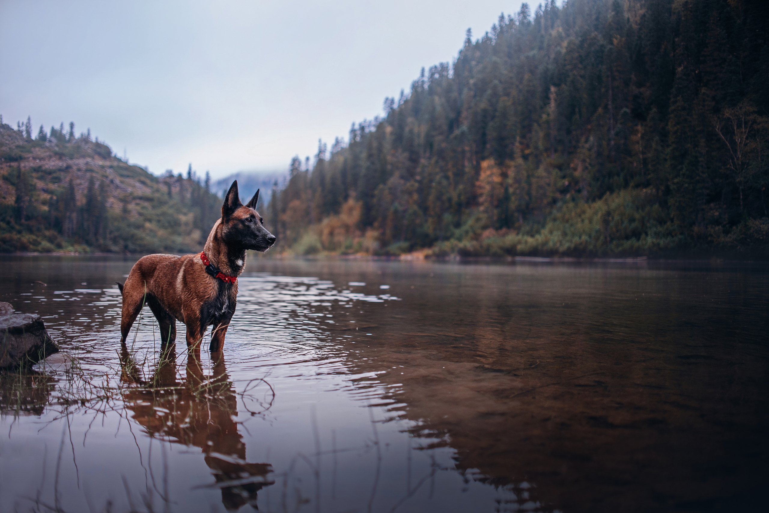 Амут: кеесхонд Верона, малинуа Бэрри, Юля и Леша. Портфолио