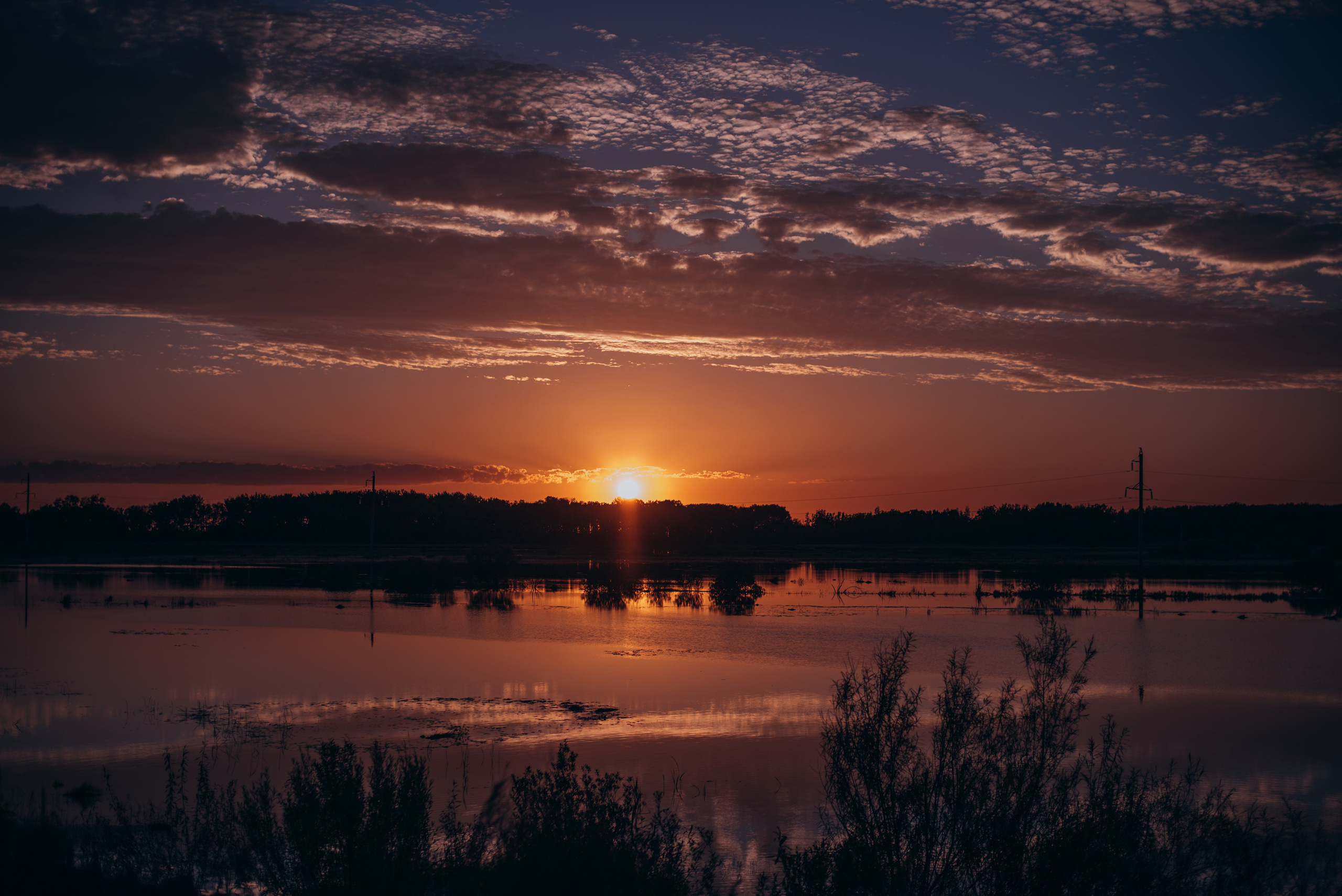 Амут: кеесхонд Верона, малинуа Бэрри, Юля и Леша. Портфолио