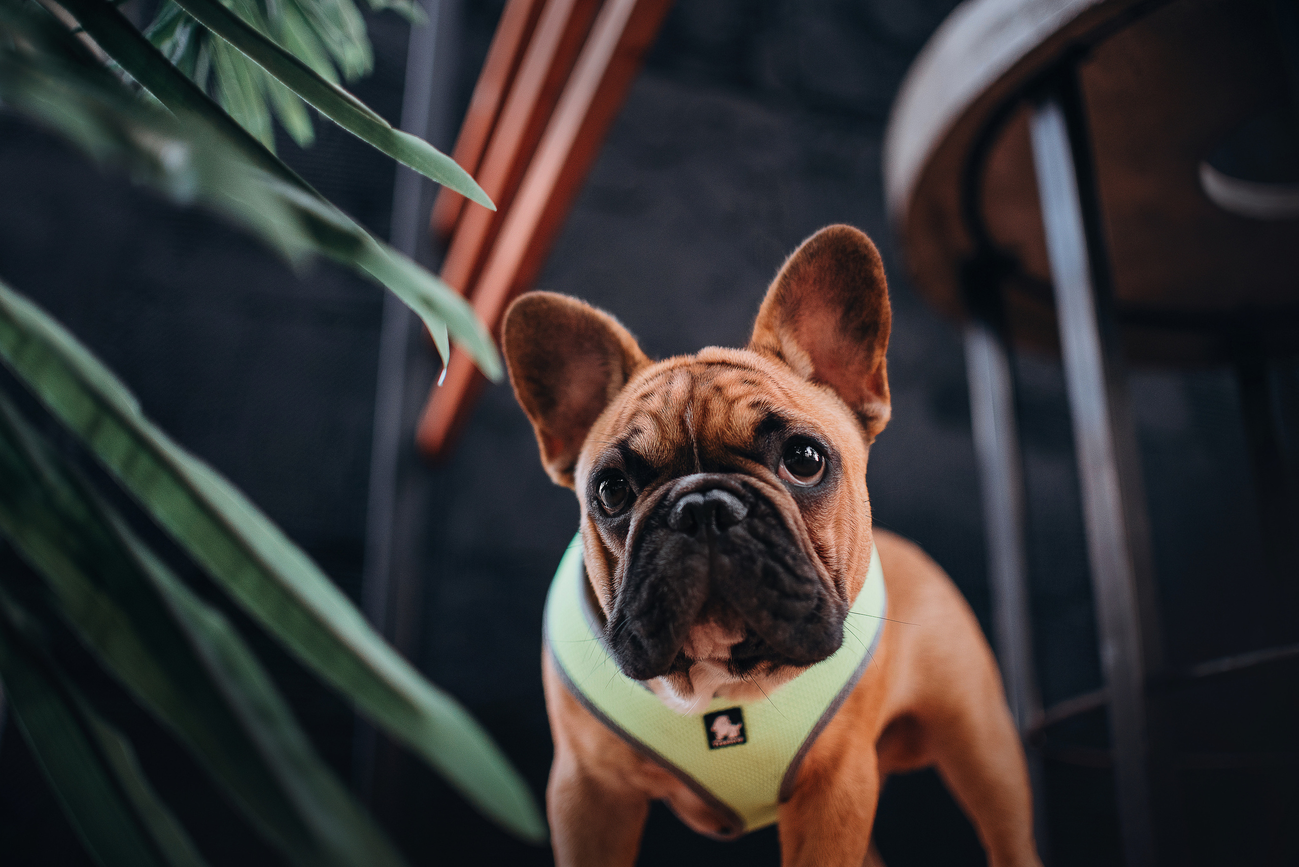 Рассвет в городе: французские бульдоги Лео и Фрэнк и Алена. Портфолио