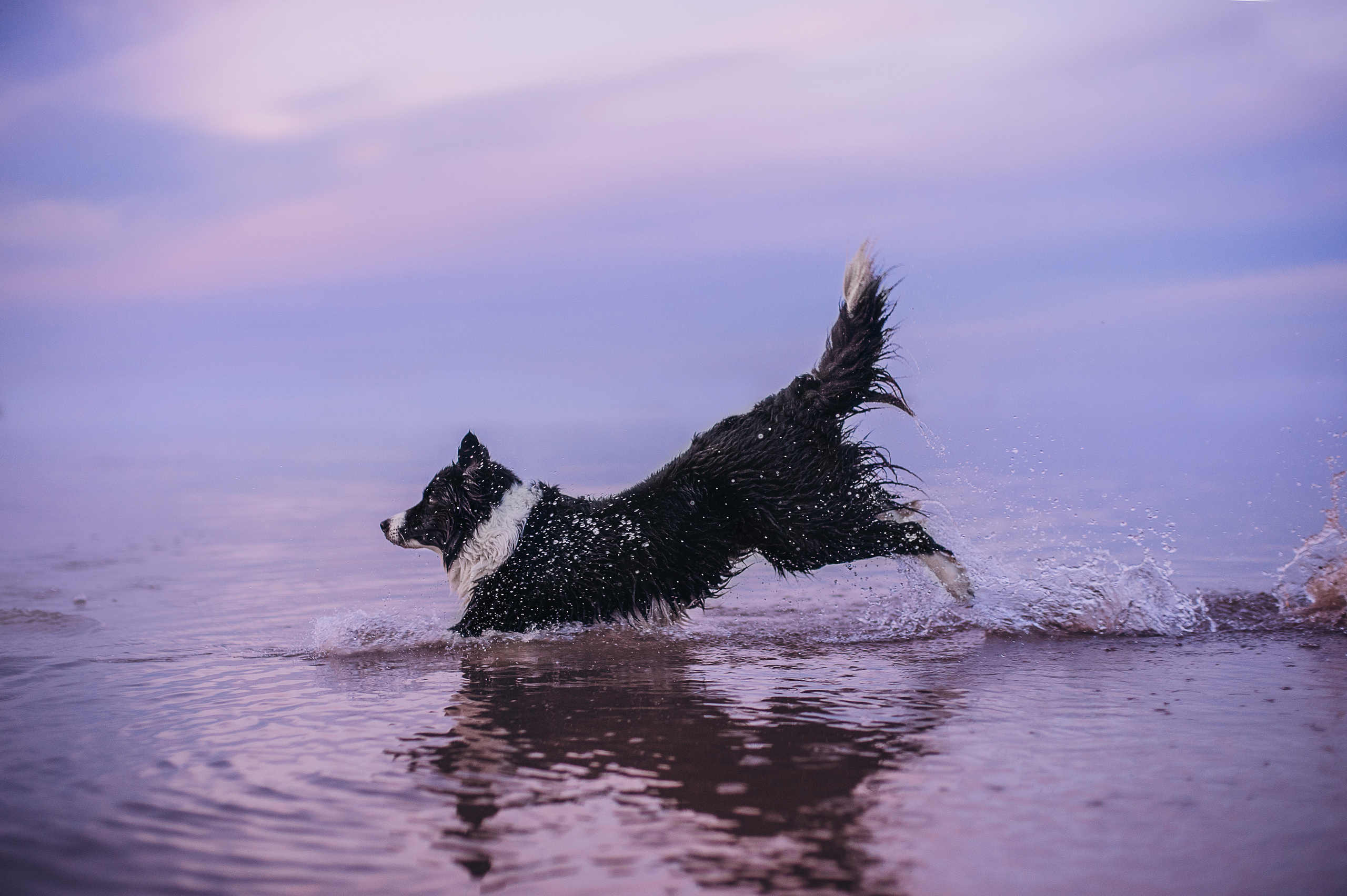 Бордер-колли Юппи, овчар Тайфун, Наташа и Дима. Портфолио