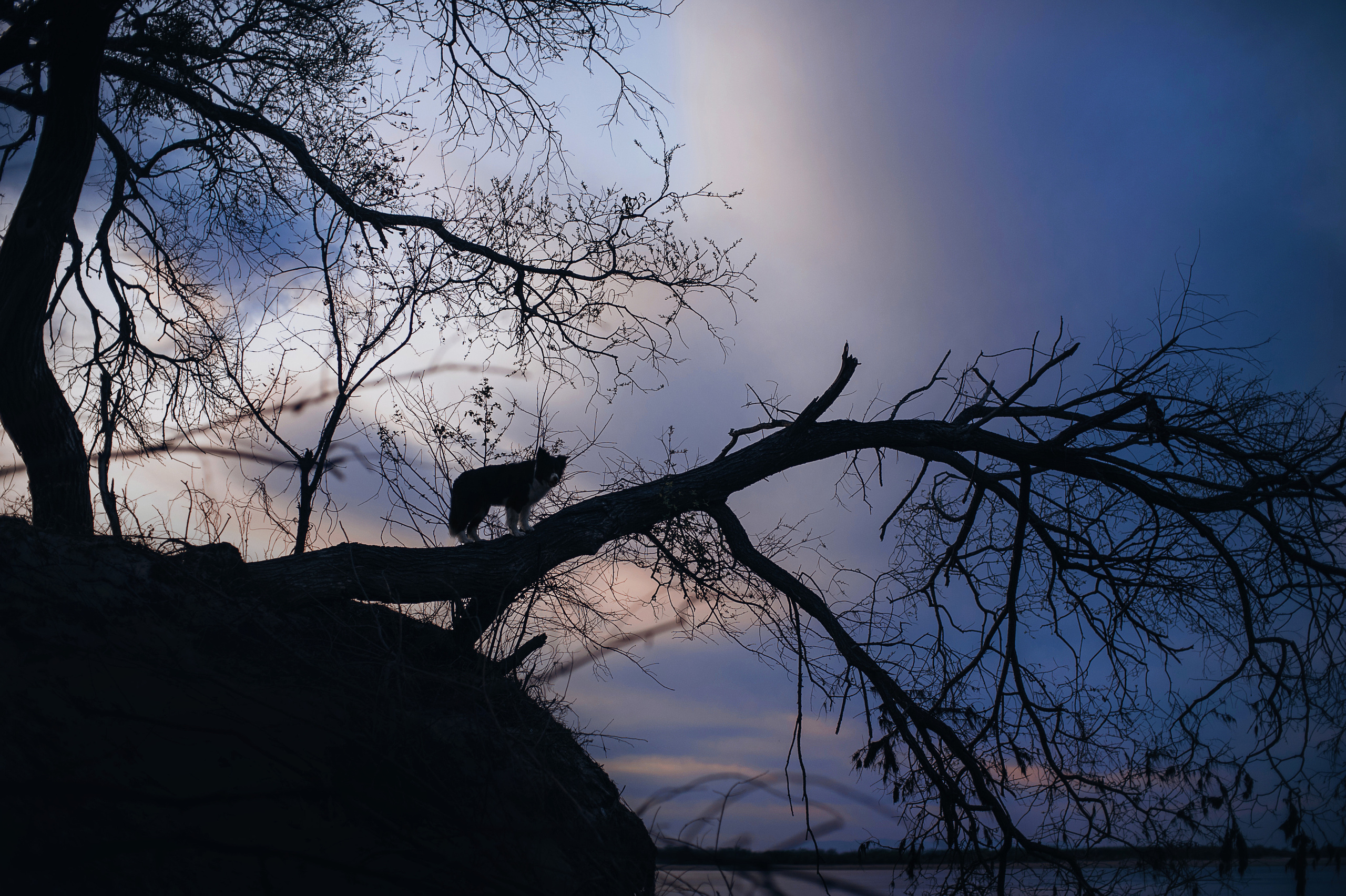 Бордер-колли Юппи, овчар Тайфун, Наташа и Дима. Портфолио