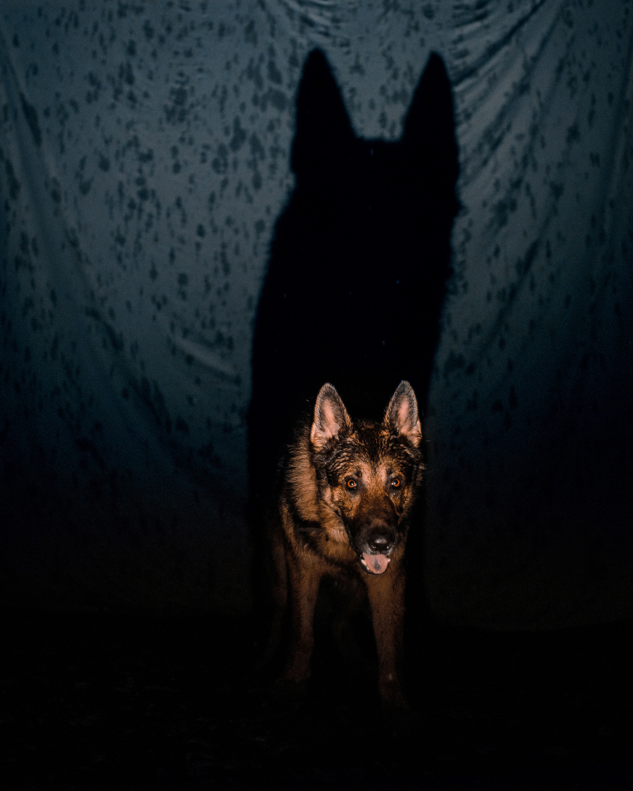 Темное: овчарка Ермак и Ира в лесу под дождем. Портфолио