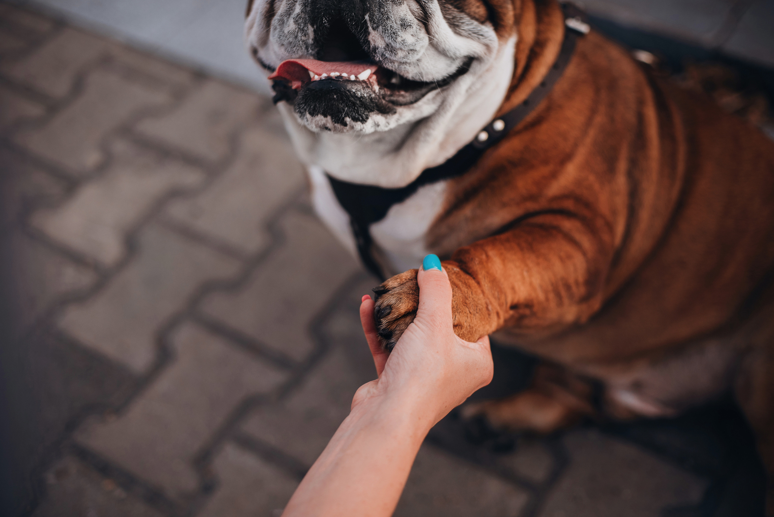 Рассвет в городе: бульдог Роберт и Юля. Портфолио