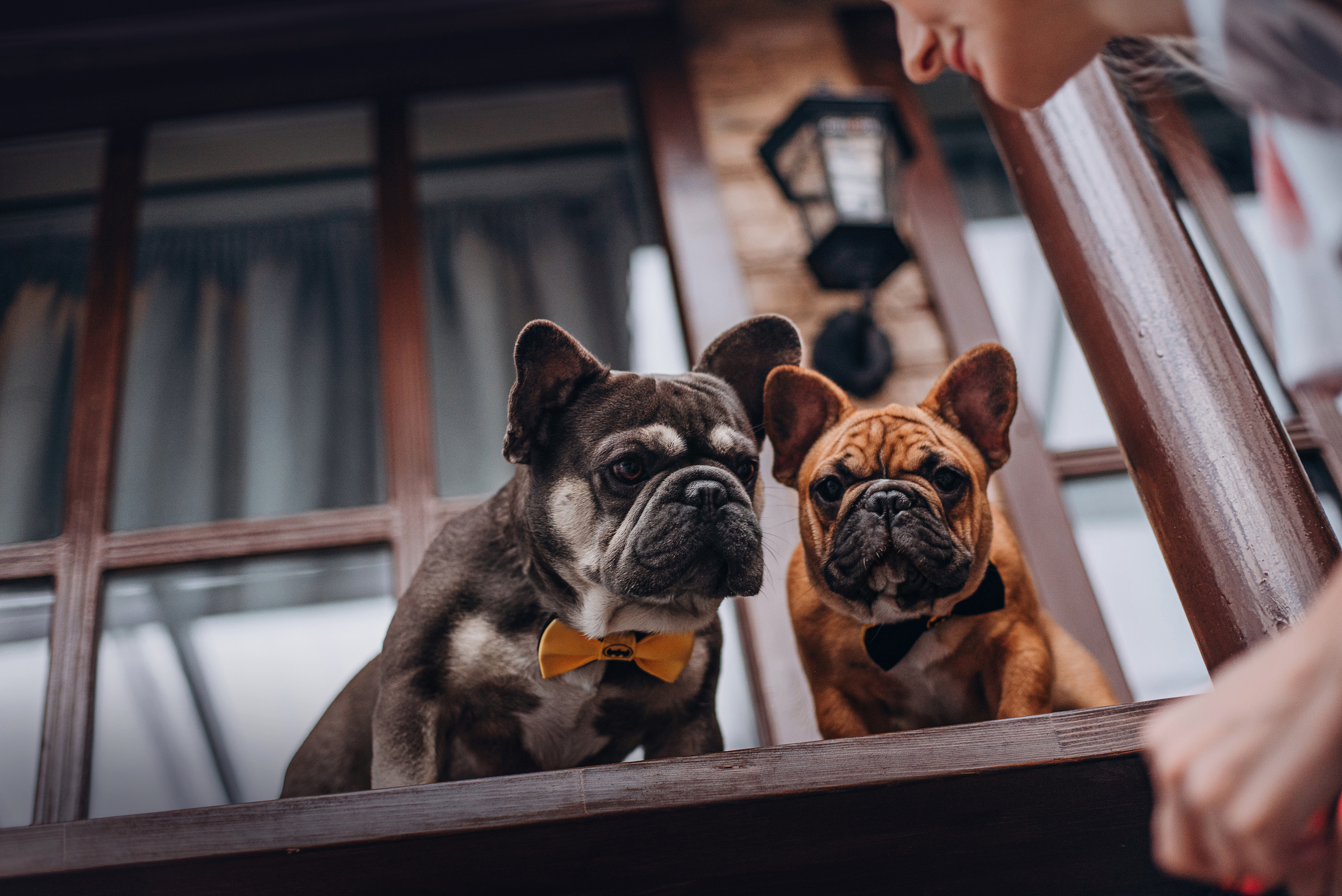 Рассвет в городе: французские бульдоги Лео и Фрэнк и Алена. Портфолио