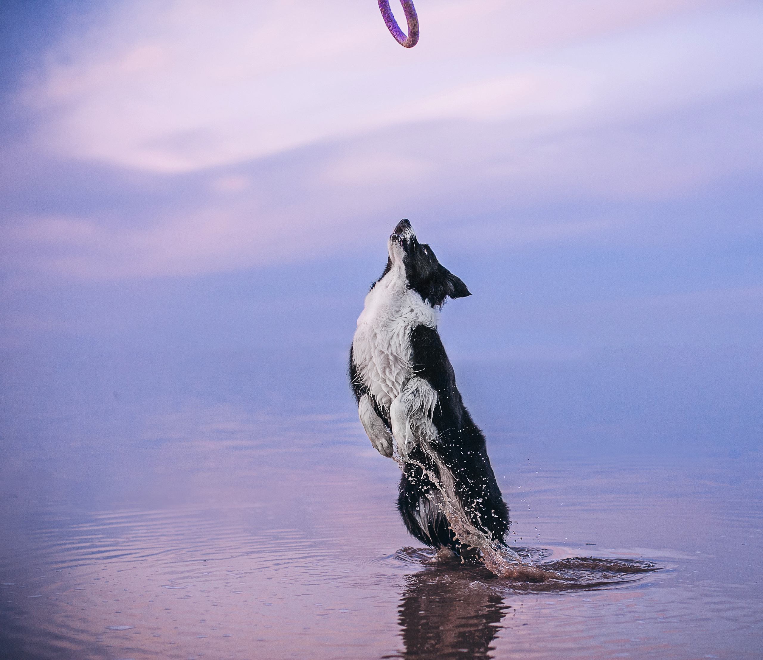 Бордер-колли Юппи, овчар Тайфун, Наташа и Дима. Портфолио