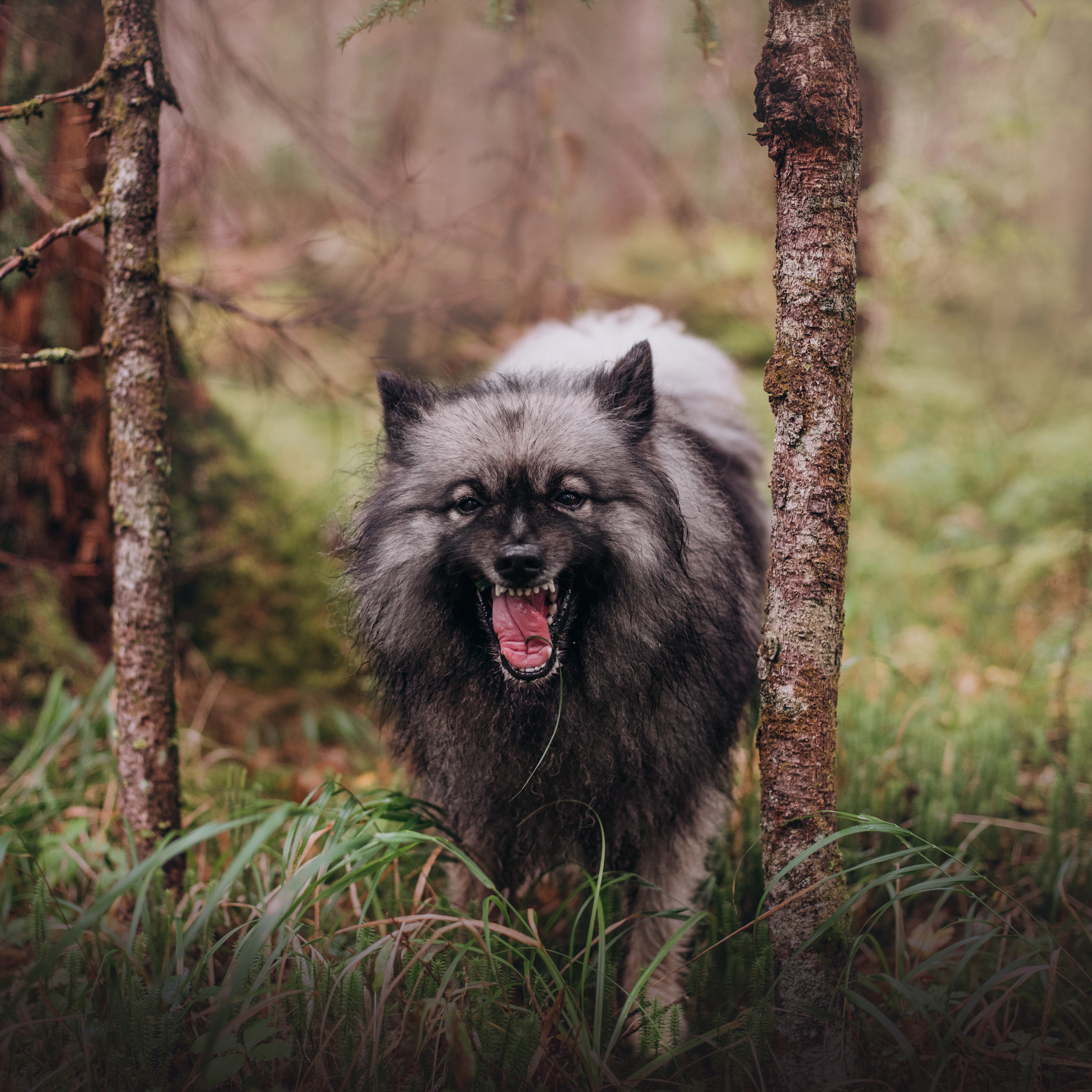 Амут: кеесхонд Верона, малинуа Бэрри, Юля и Леша. Портфолио