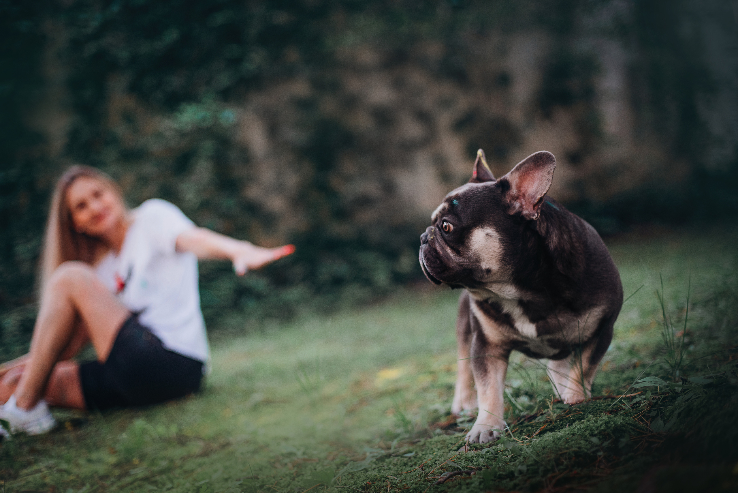 Рассвет в городе: французские бульдоги Лео и Фрэнк и Алена. Портфолио