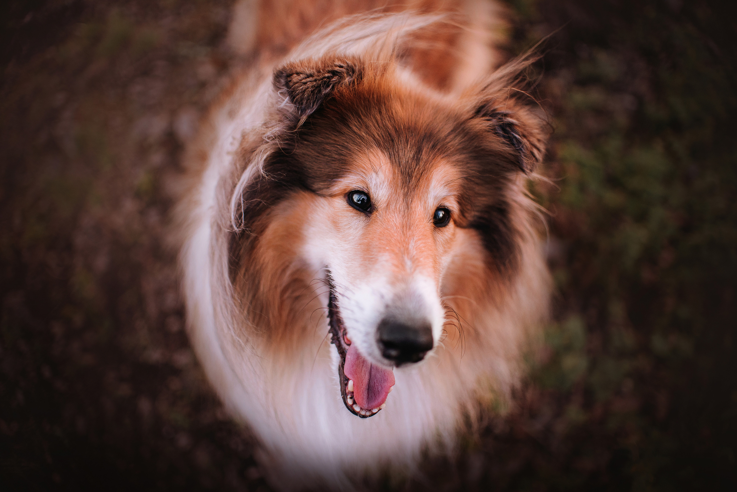 Колли Айра и Настя. Портфолио