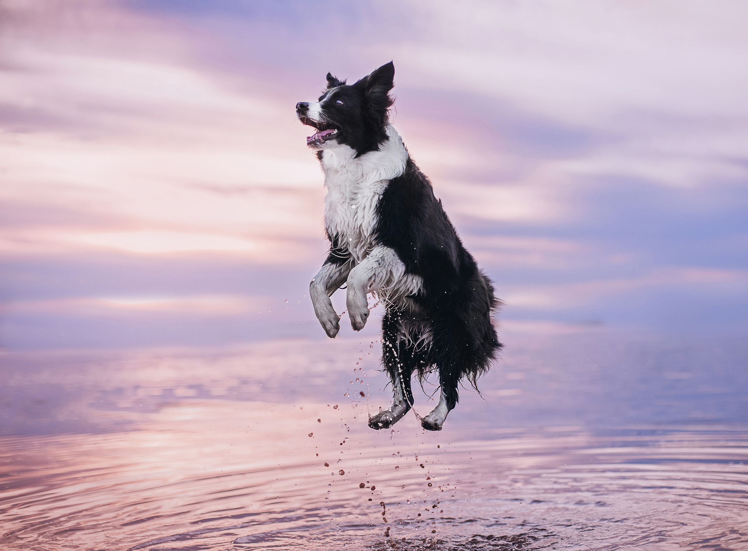 Бордер-колли Юппи, овчар Тайфун, Наташа и Дима. Портфолио