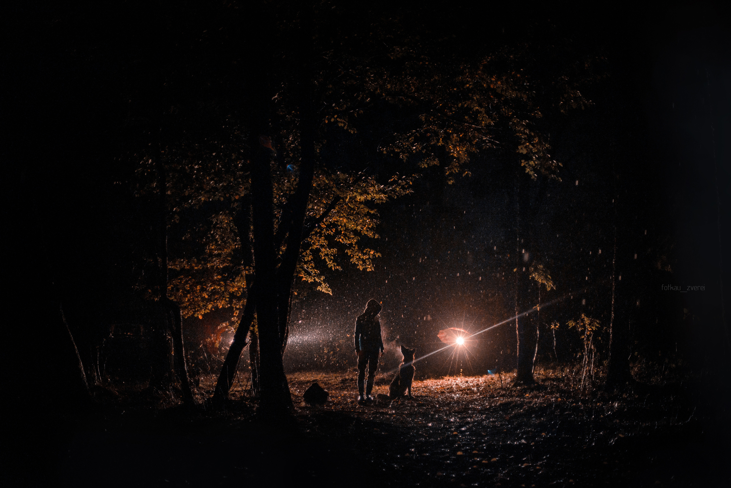 Темное: овчарка Ермак и Ира в лесу под дождем. Портфолио