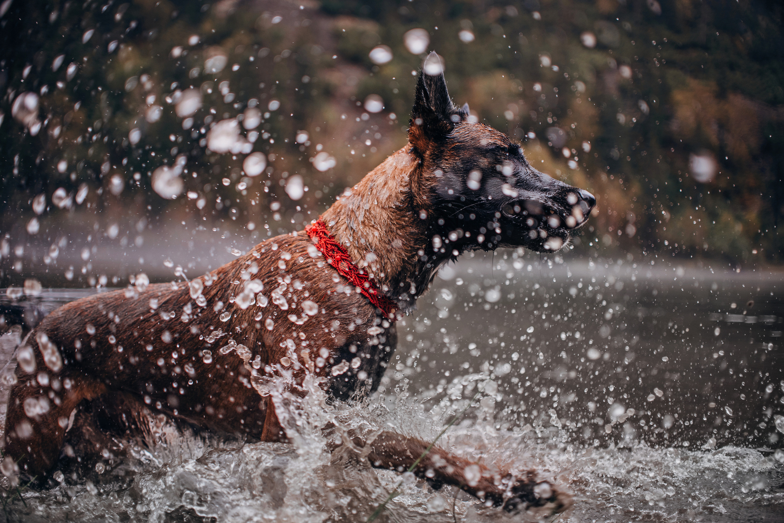 Амут: кеесхонд Верона, малинуа Бэрри, Юля и Леша. Портфолио