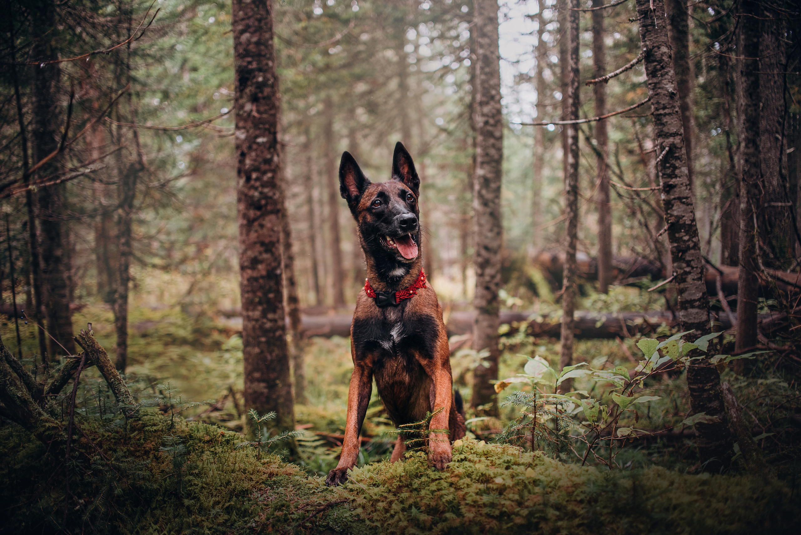 Амут: кеесхонд Верона, малинуа Бэрри, Юля и Леша. Портфолио