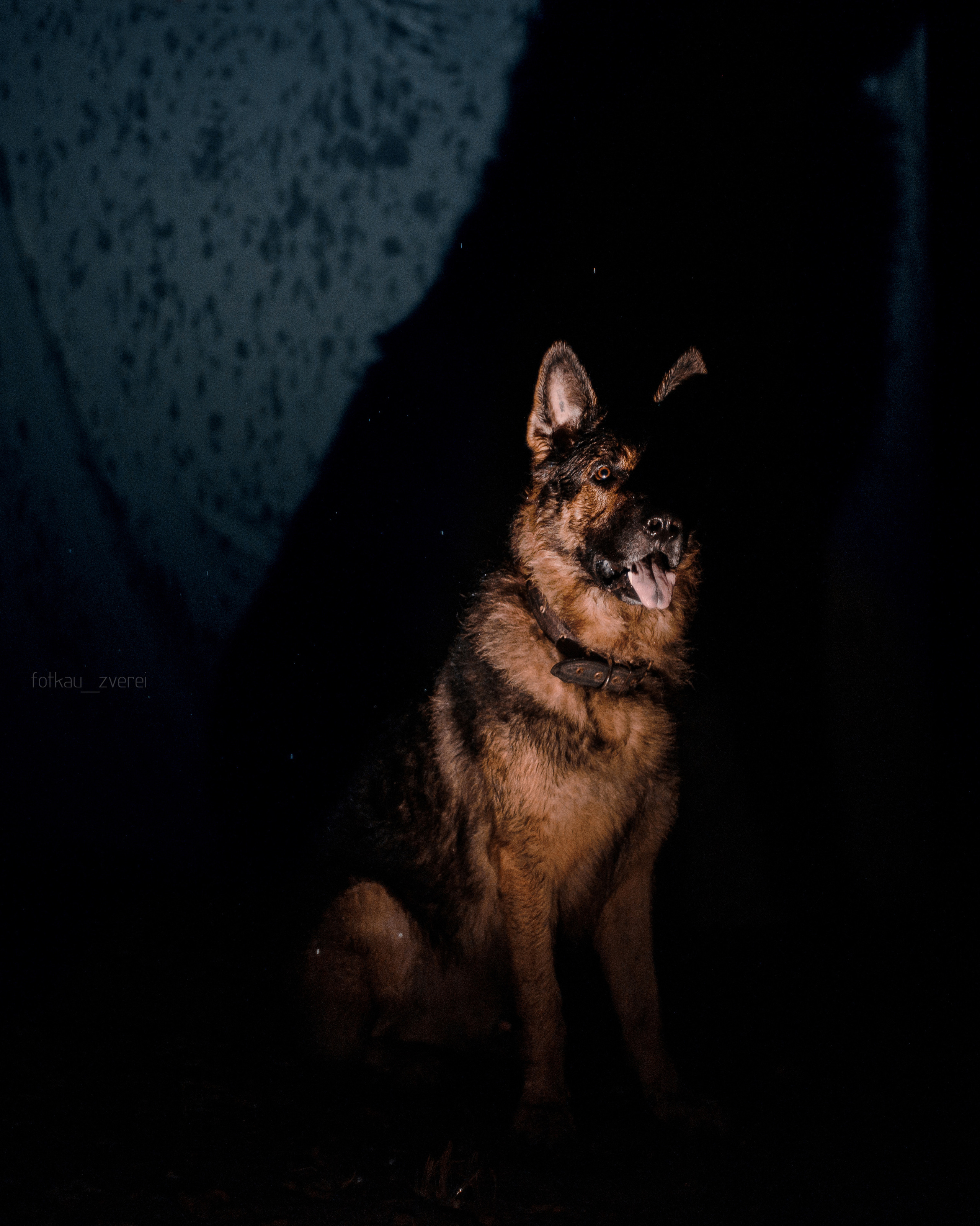 Темное: овчарка Ермак и Ира в лесу под дождем. Портфолио