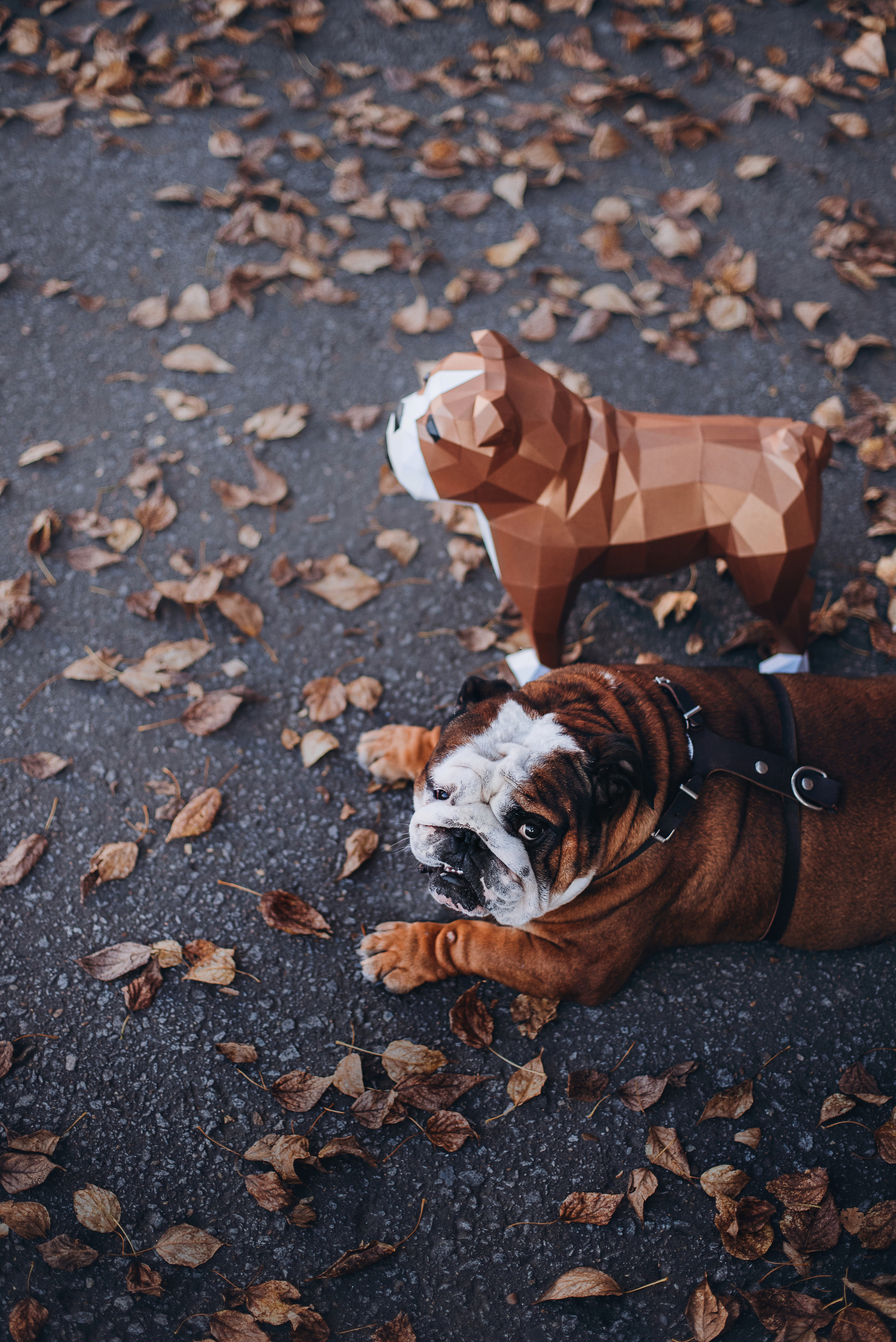 Рассвет в городе: бульдог Роберт и Юля. Портфолио