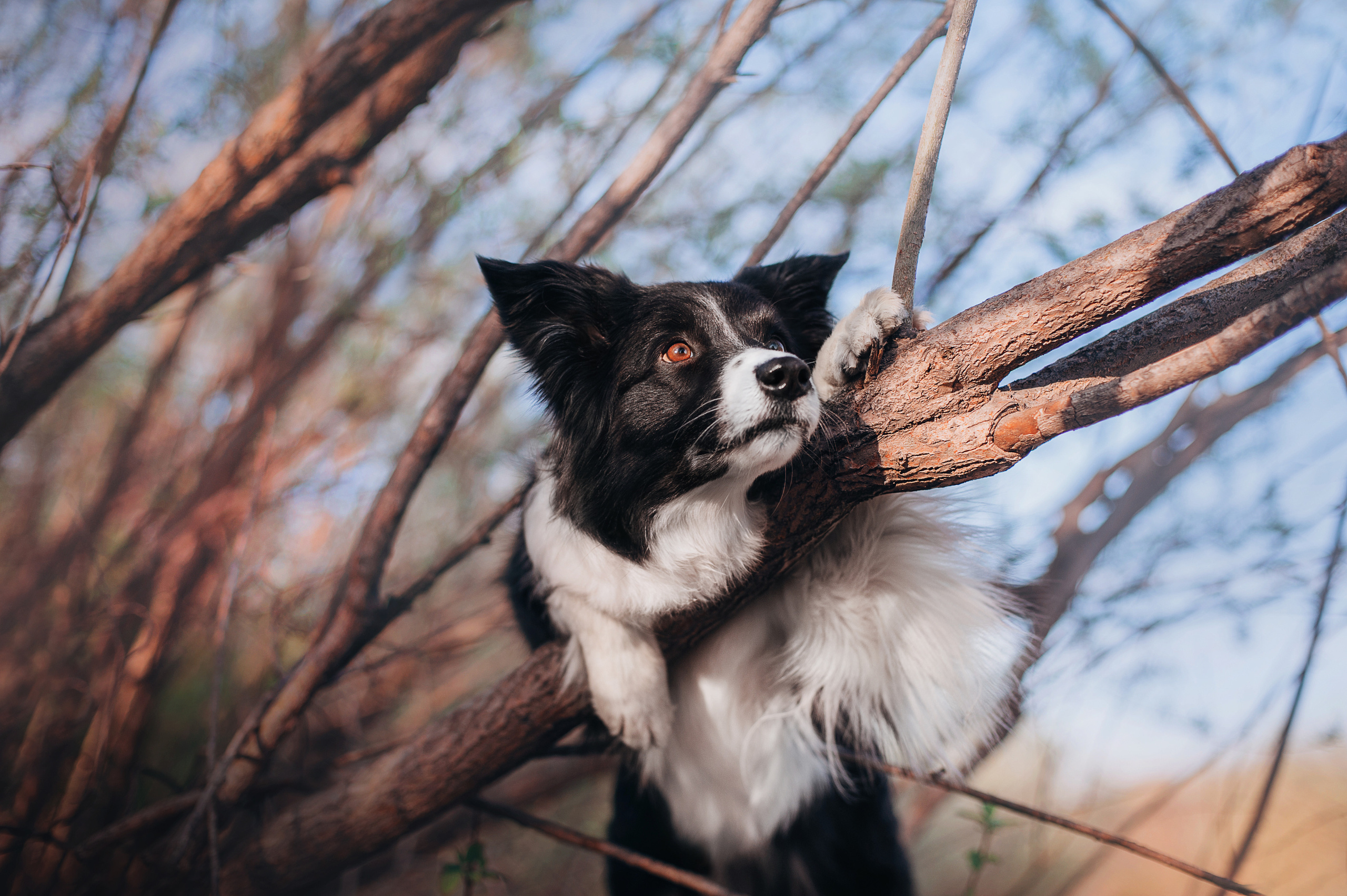Бордер-колли Юппи, овчар Тайфун, Наташа и Дима. Портфолио