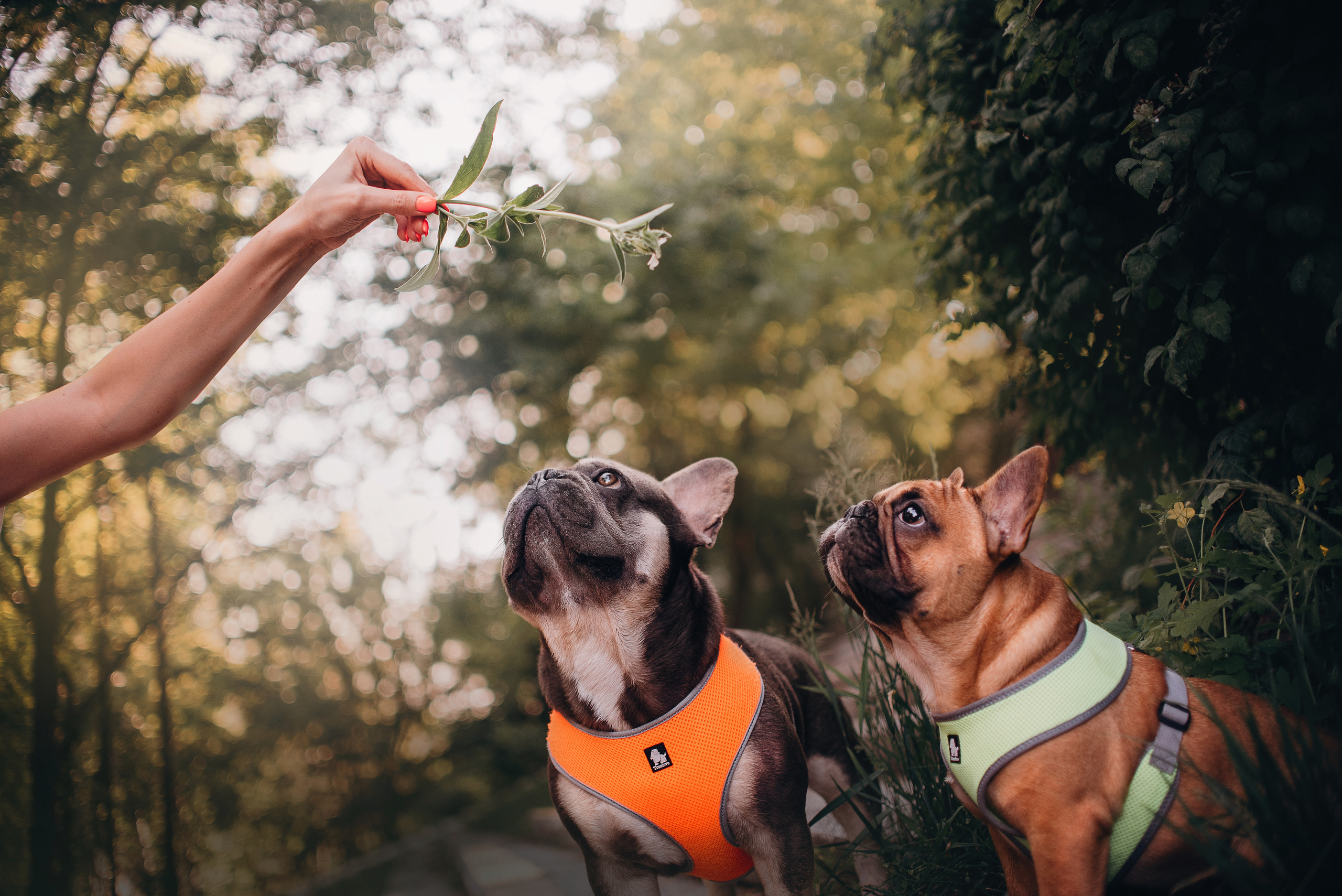 Рассвет в городе: французские бульдоги Лео и Фрэнк и Алена. Портфолио