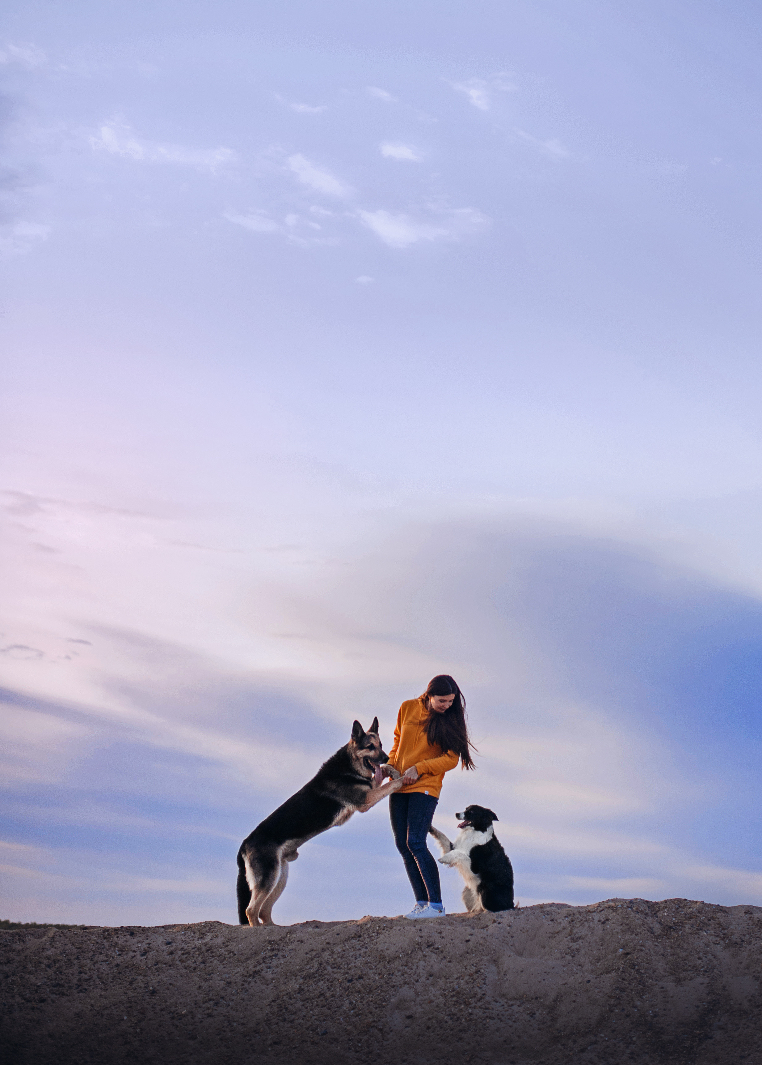 Бордер-колли Юппи, овчар Тайфун, Наташа и Дима. Портфолио