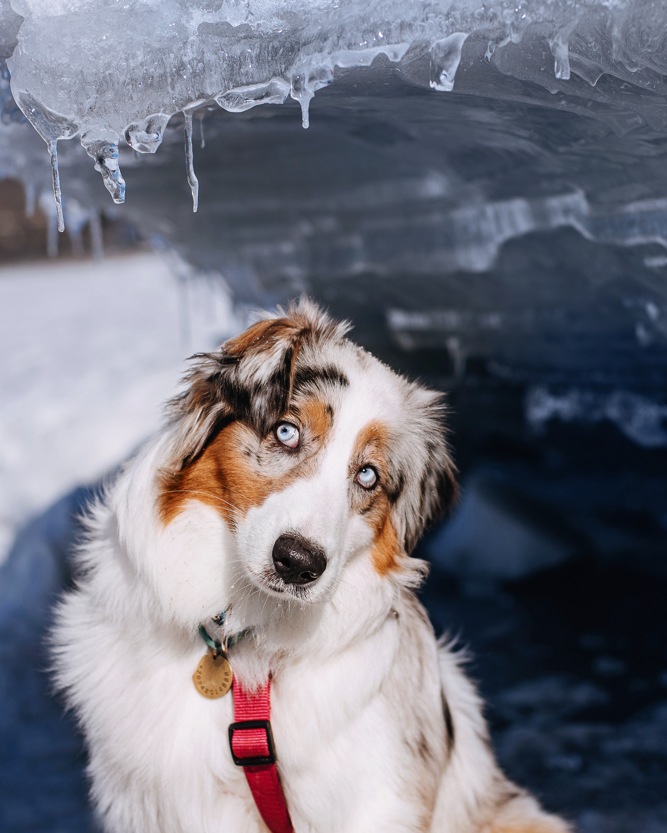 Аусси Киви и Аля. Портфолио