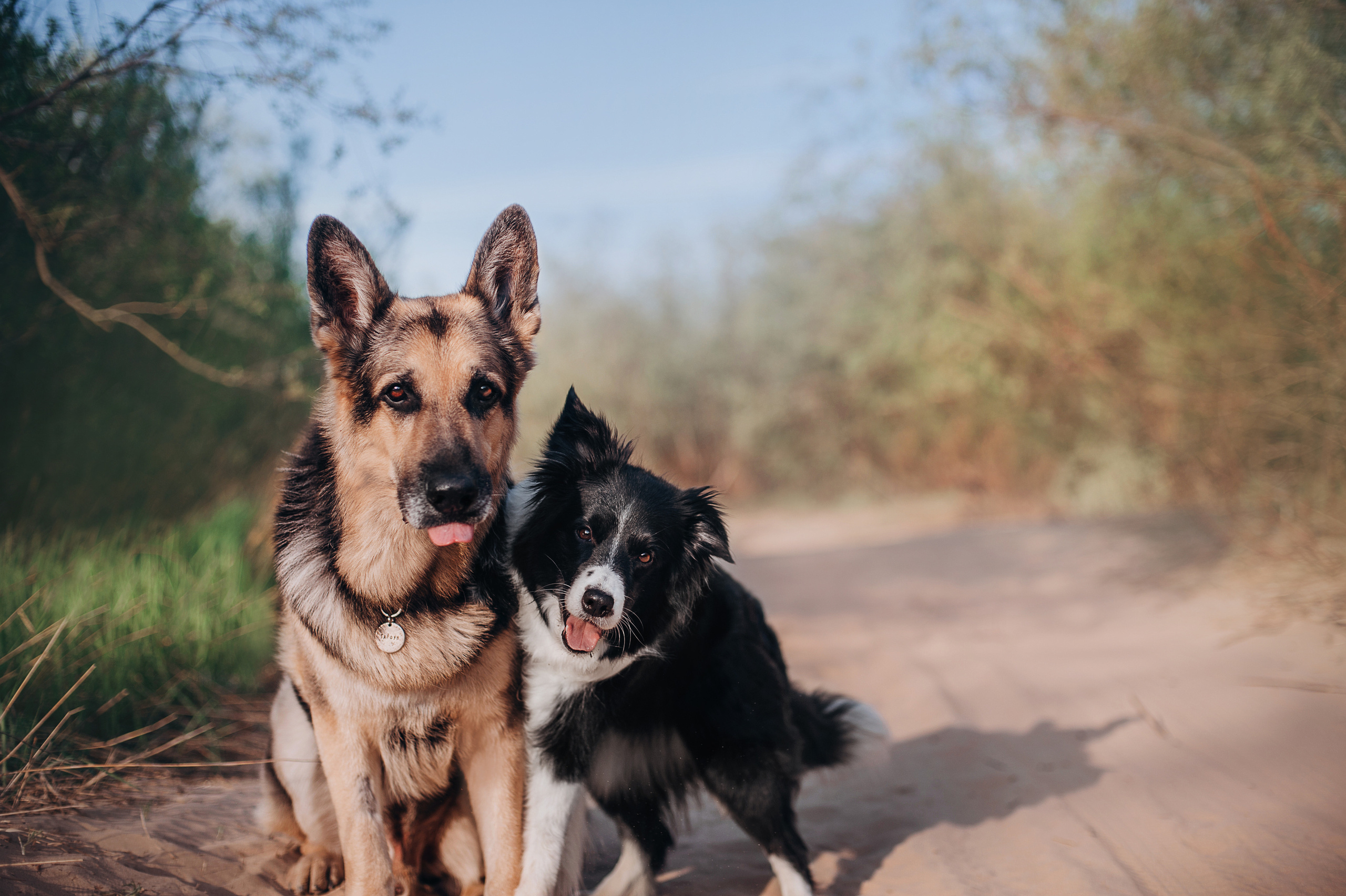 Бордер-колли Юппи, овчар Тайфун, Наташа и Дима. Портфолио