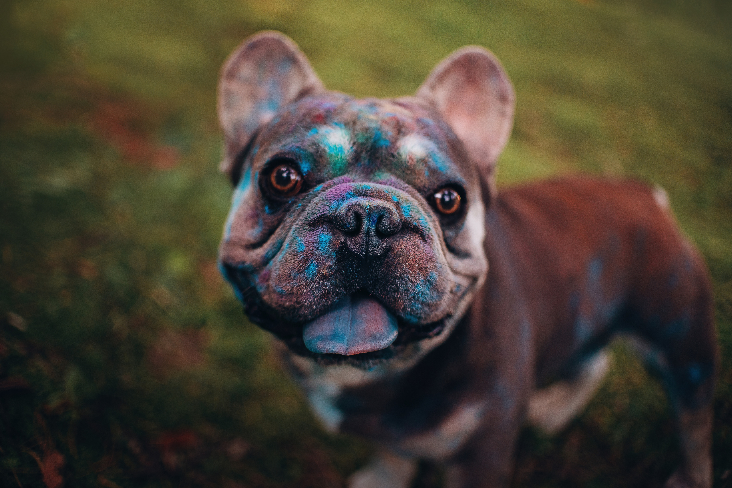 Рассвет в городе: французские бульдоги Лео и Фрэнк и Алена. Портфолио