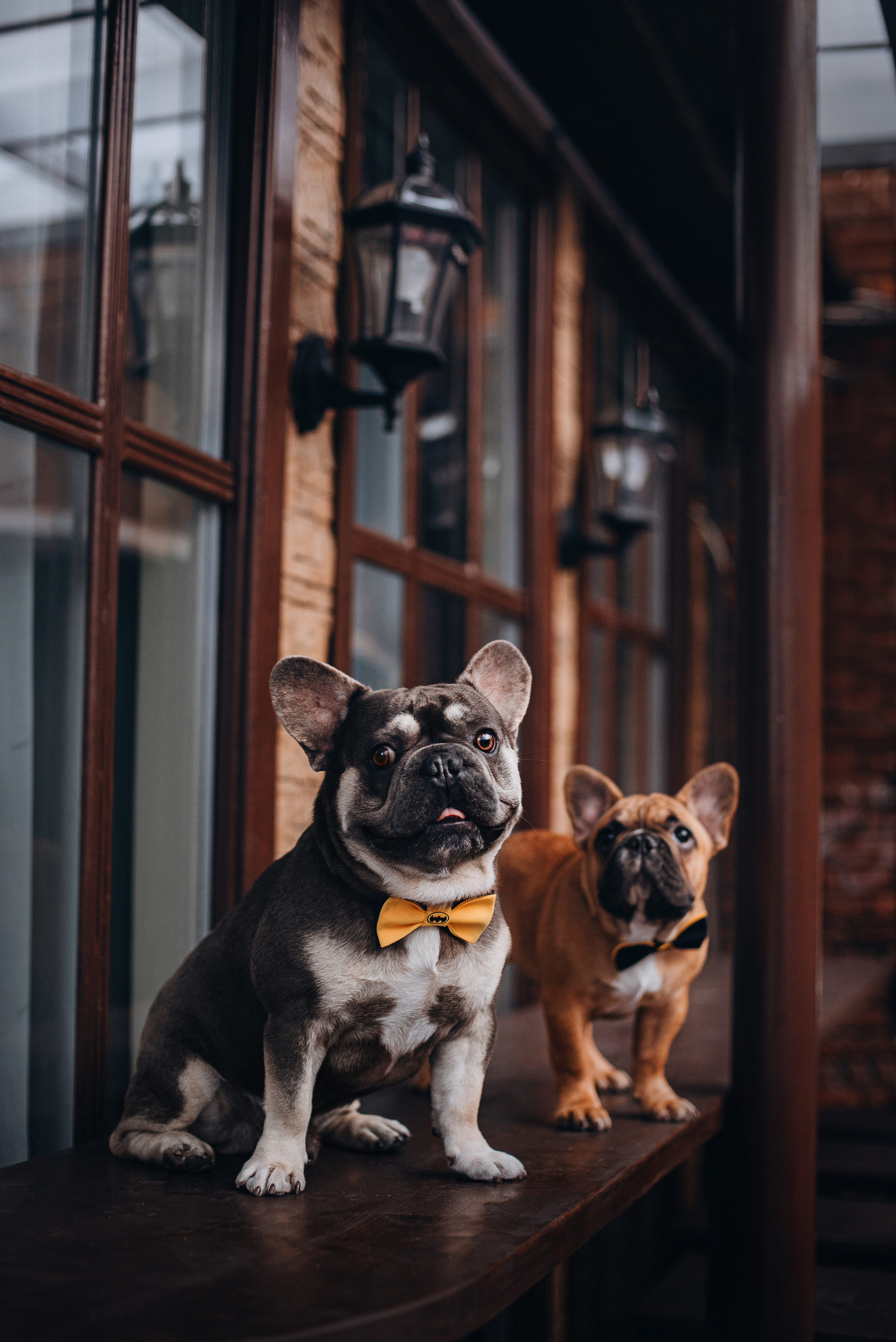 Рассвет в городе: французские бульдоги Лео и Фрэнк и Алена. Портфолио