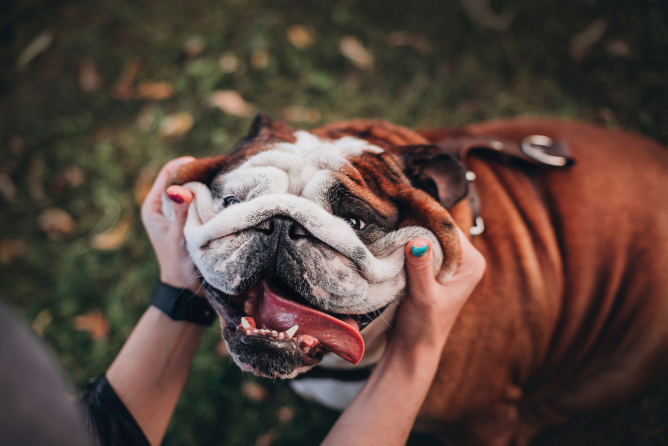 Рассвет в городе: бульдог Роберт и Юля. Портфолио