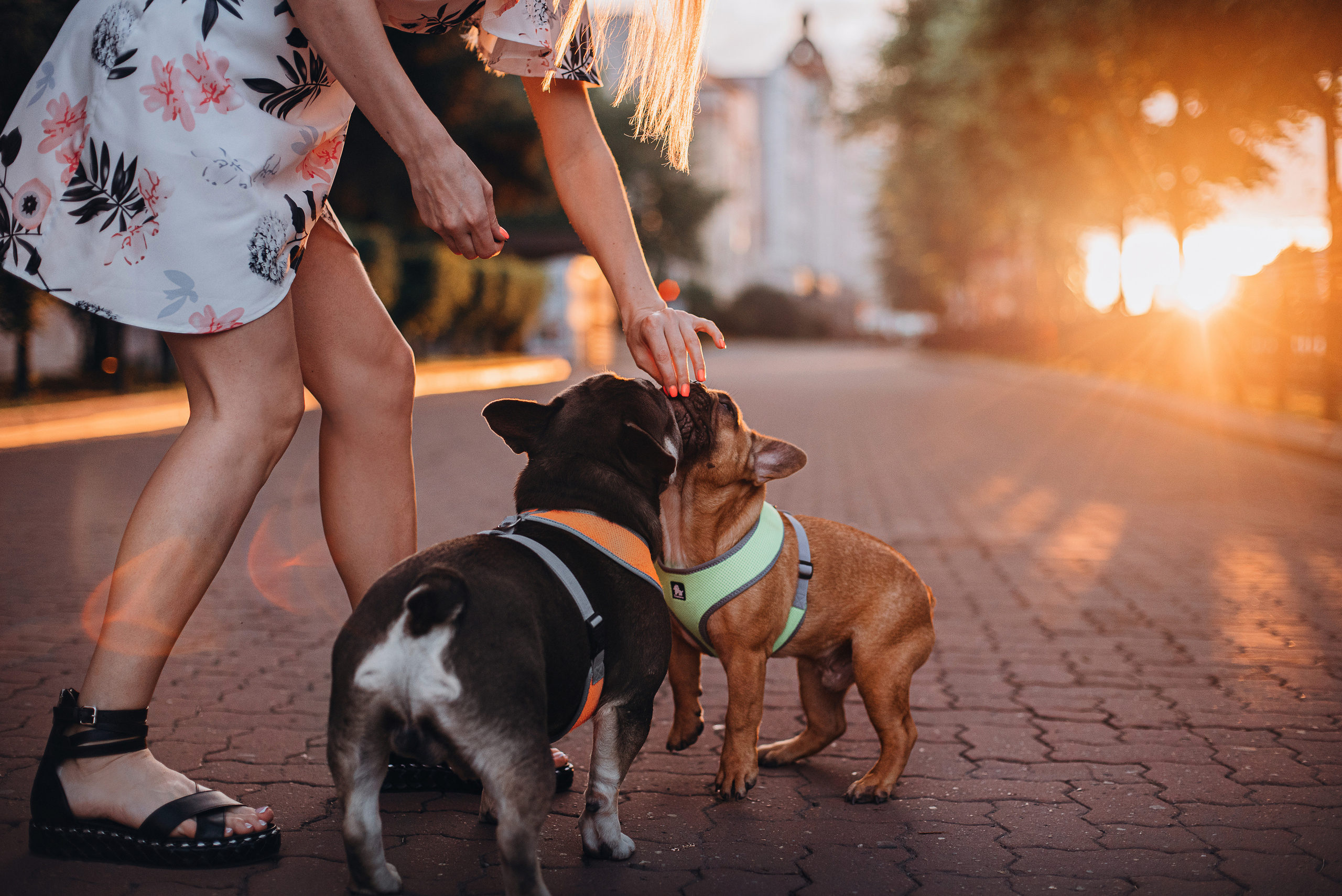 Рассвет в городе: французские бульдоги Лео и Фрэнк и Алена. Портфолио