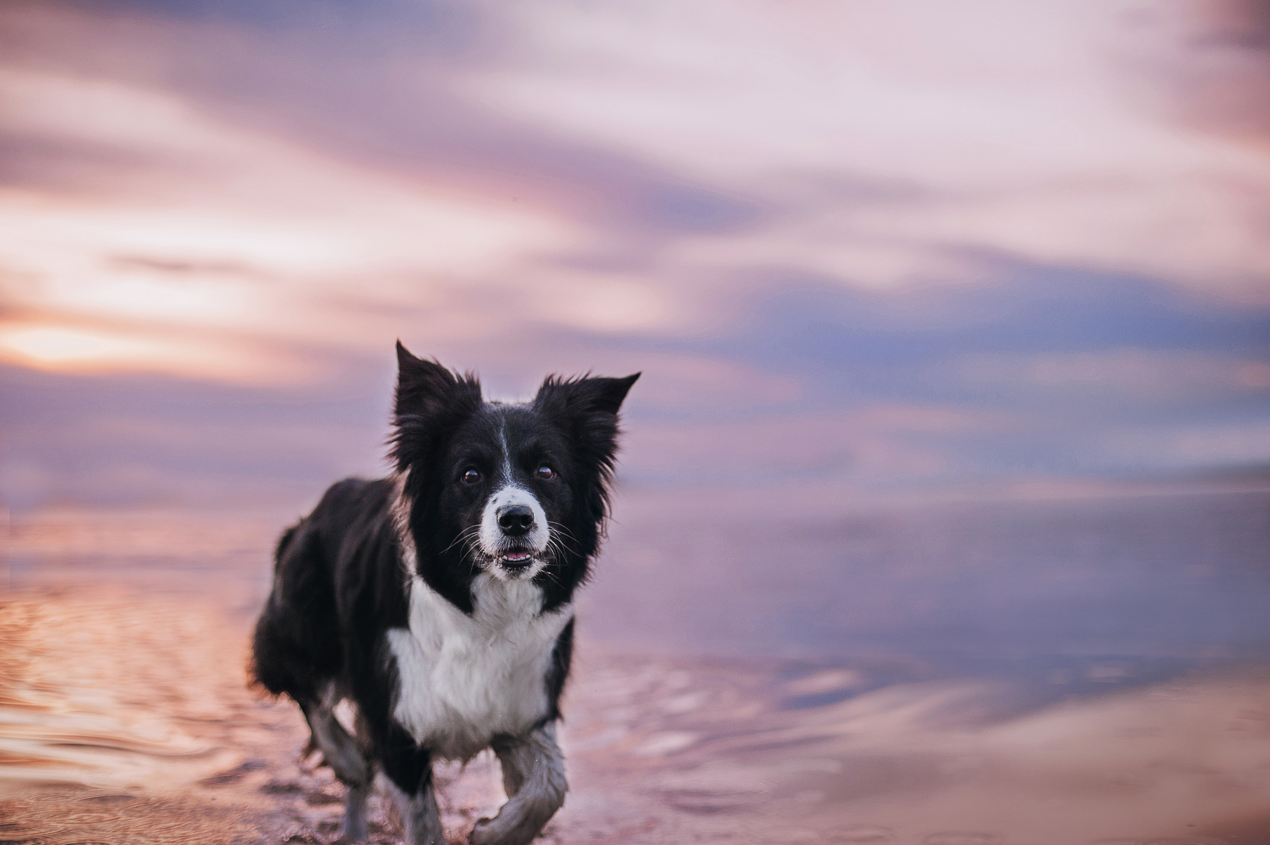 Бордер-колли Юппи, овчар Тайфун, Наташа и Дима. Портфолио