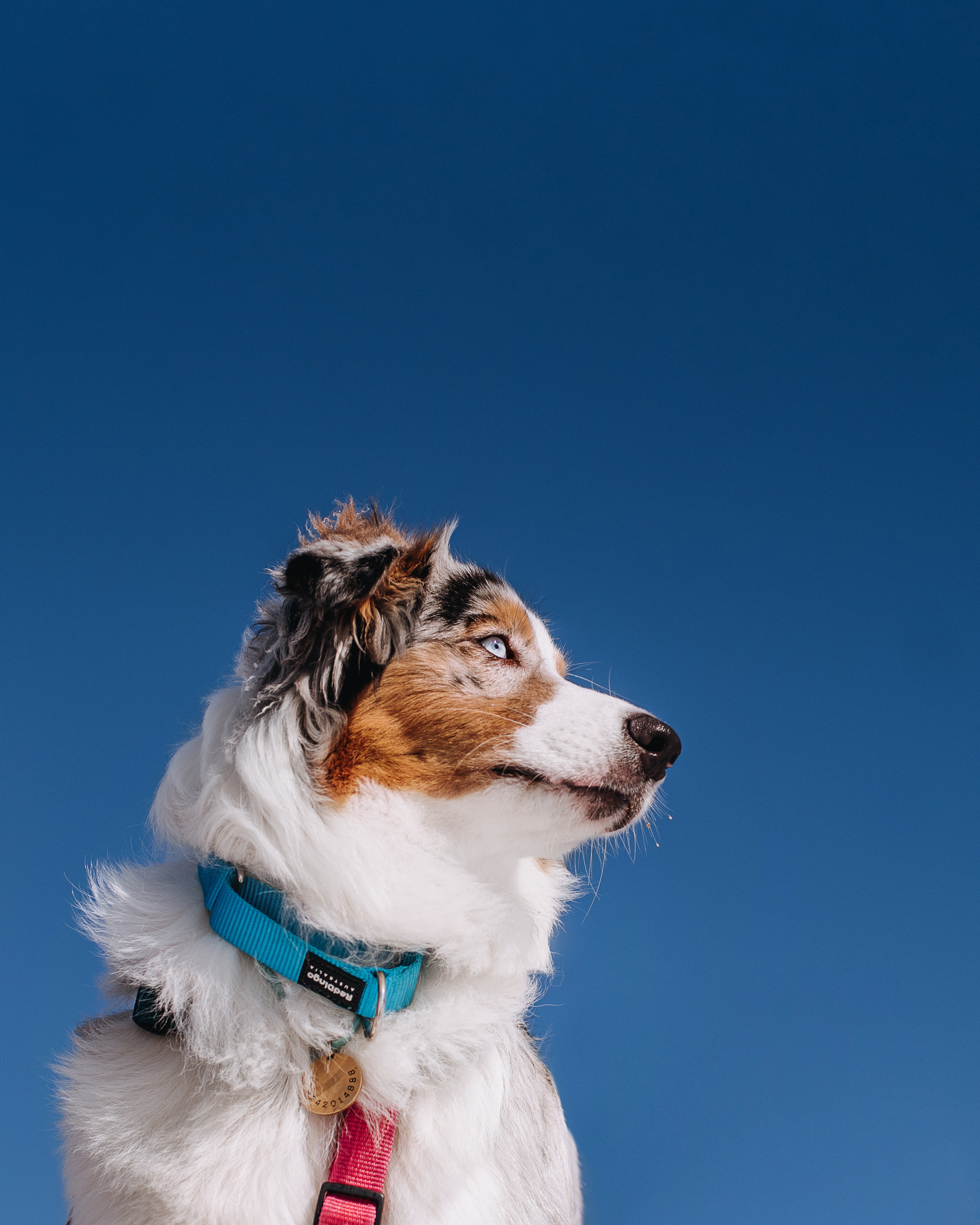 Аусси Киви и Аля. Портфолио