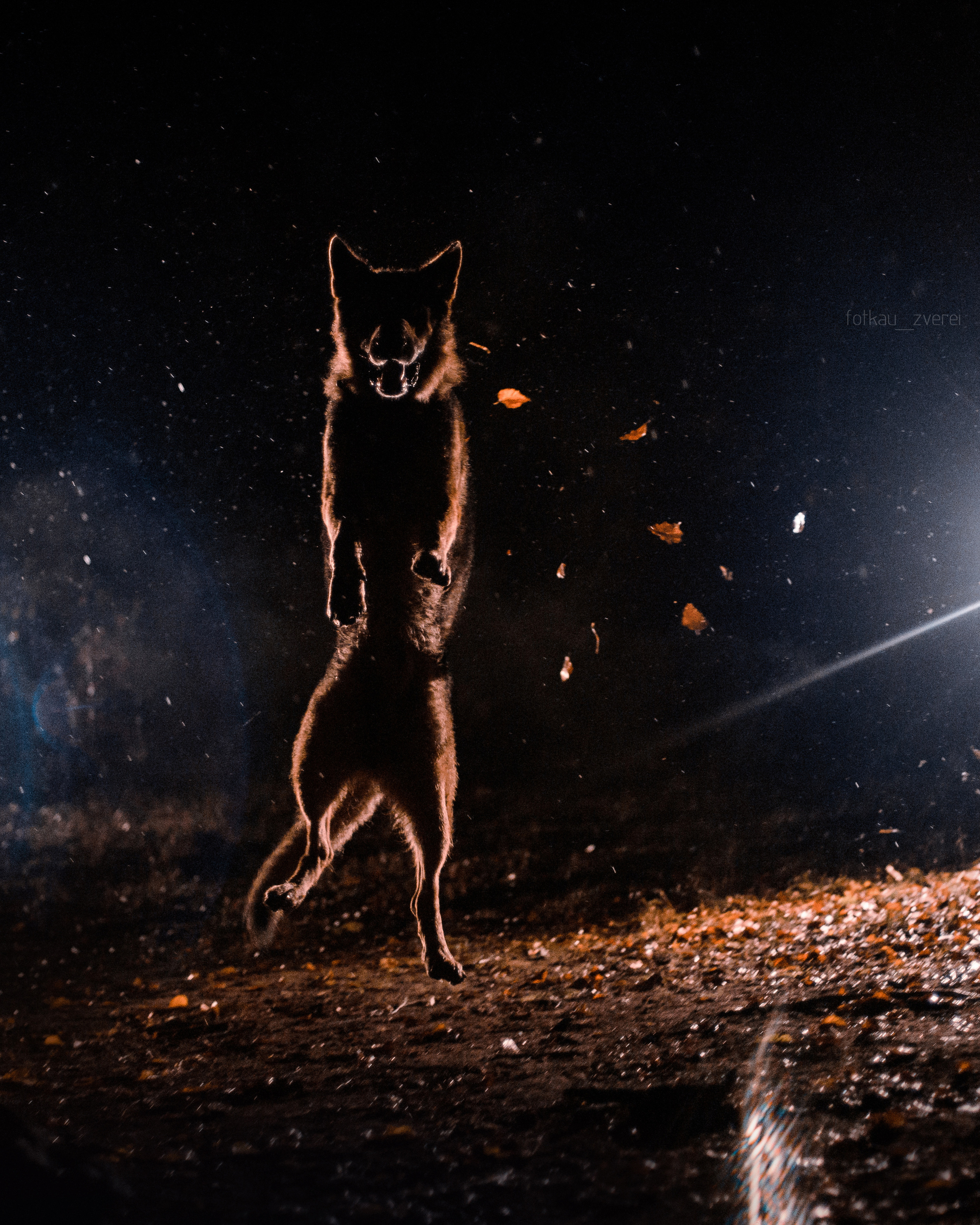 Темное: овчарка Ермак и Ира в лесу под дождем. Портфолио