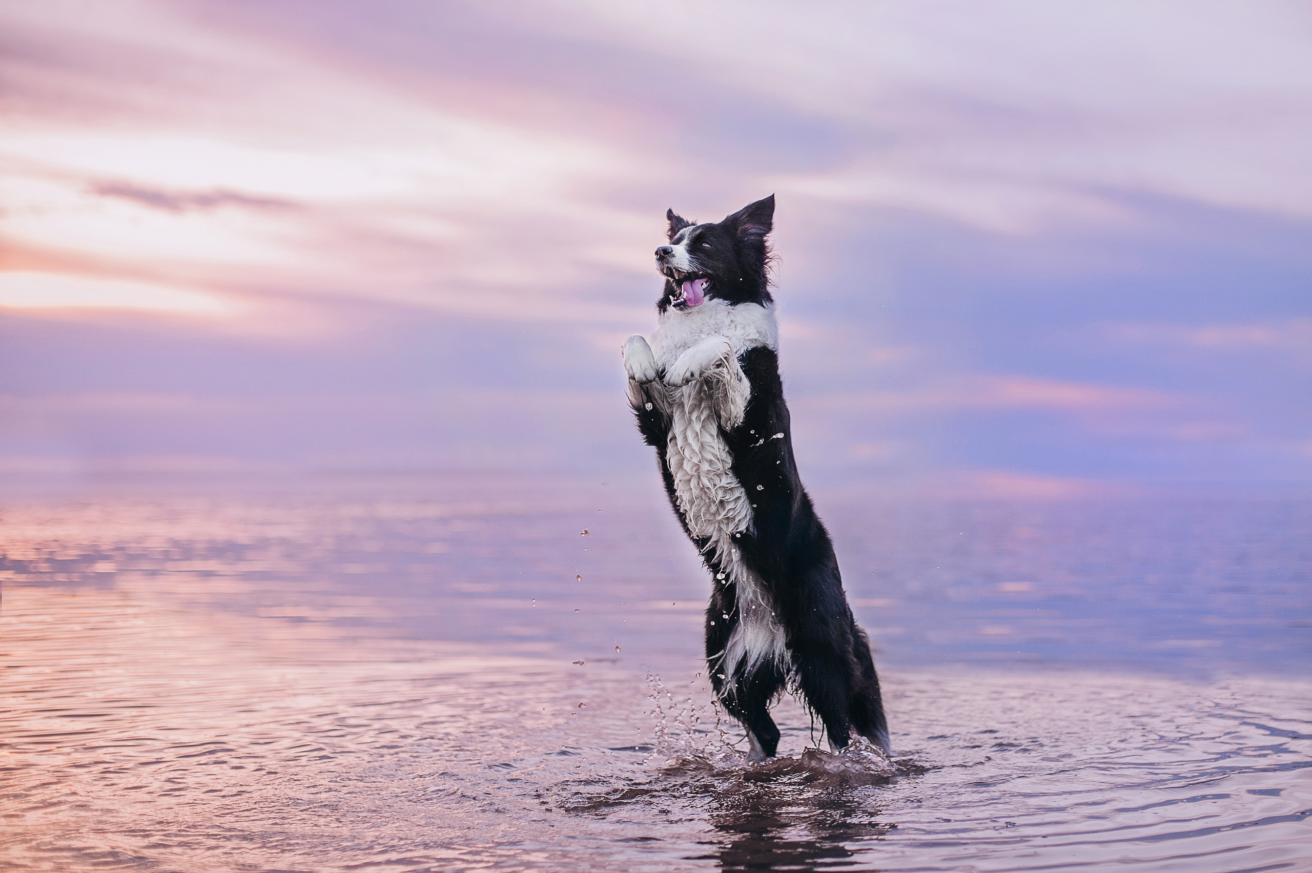 Бордер-колли Юппи, овчар Тайфун, Наташа и Дима. Портфолио