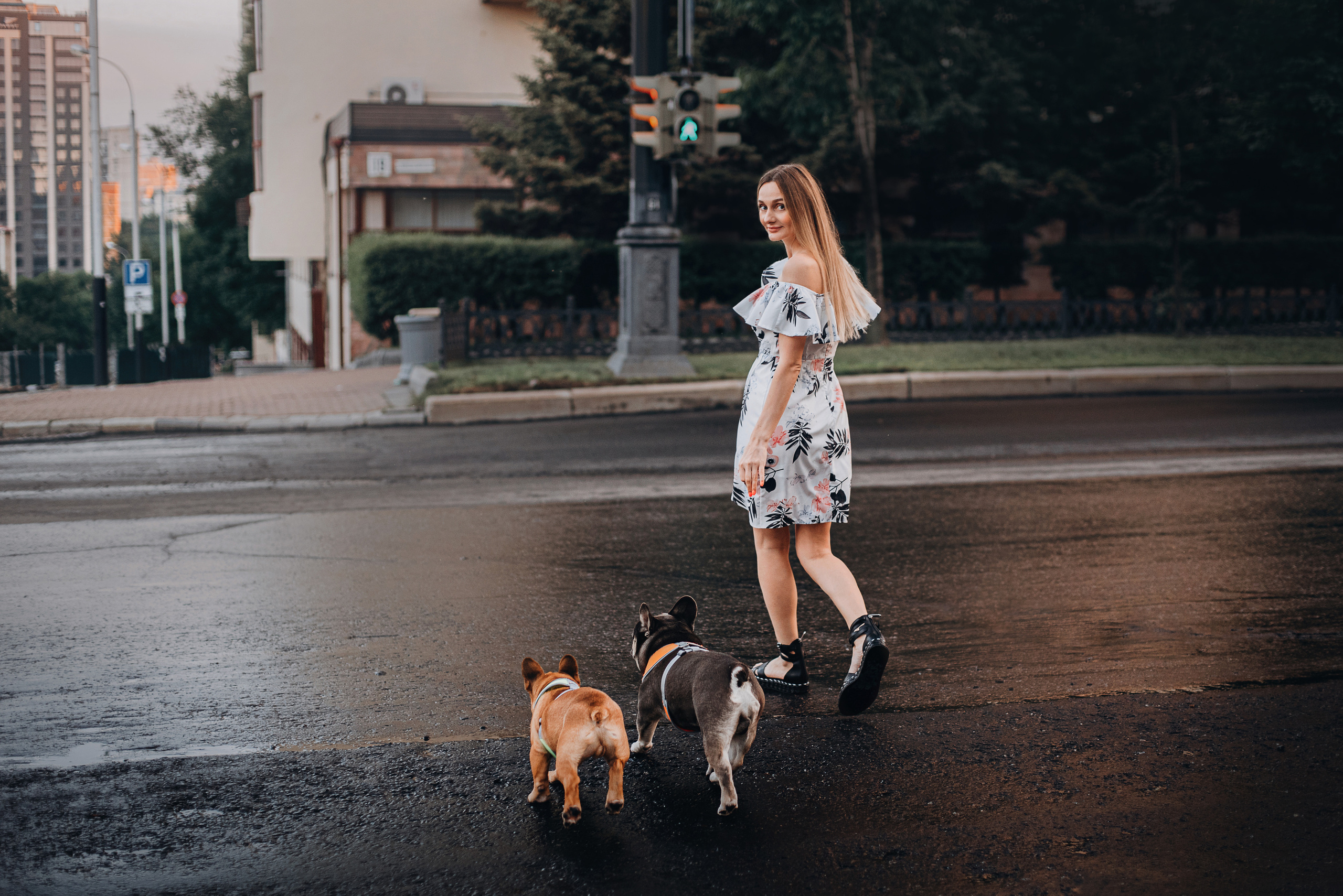 Рассвет в городе: французские бульдоги Лео и Фрэнк и Алена. Портфолио