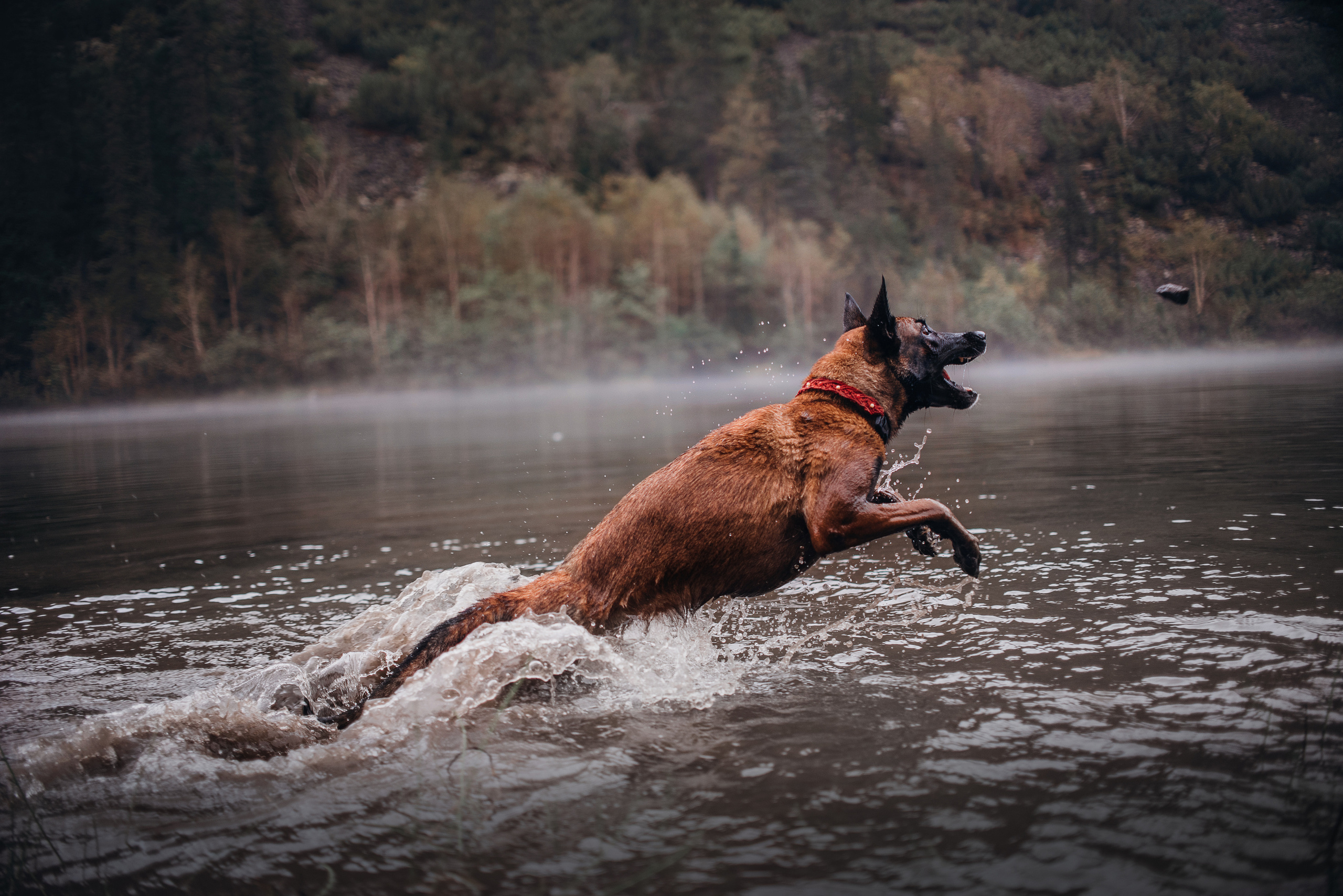 Амут: кеесхонд Верона, малинуа Бэрри, Юля и Леша. Портфолио