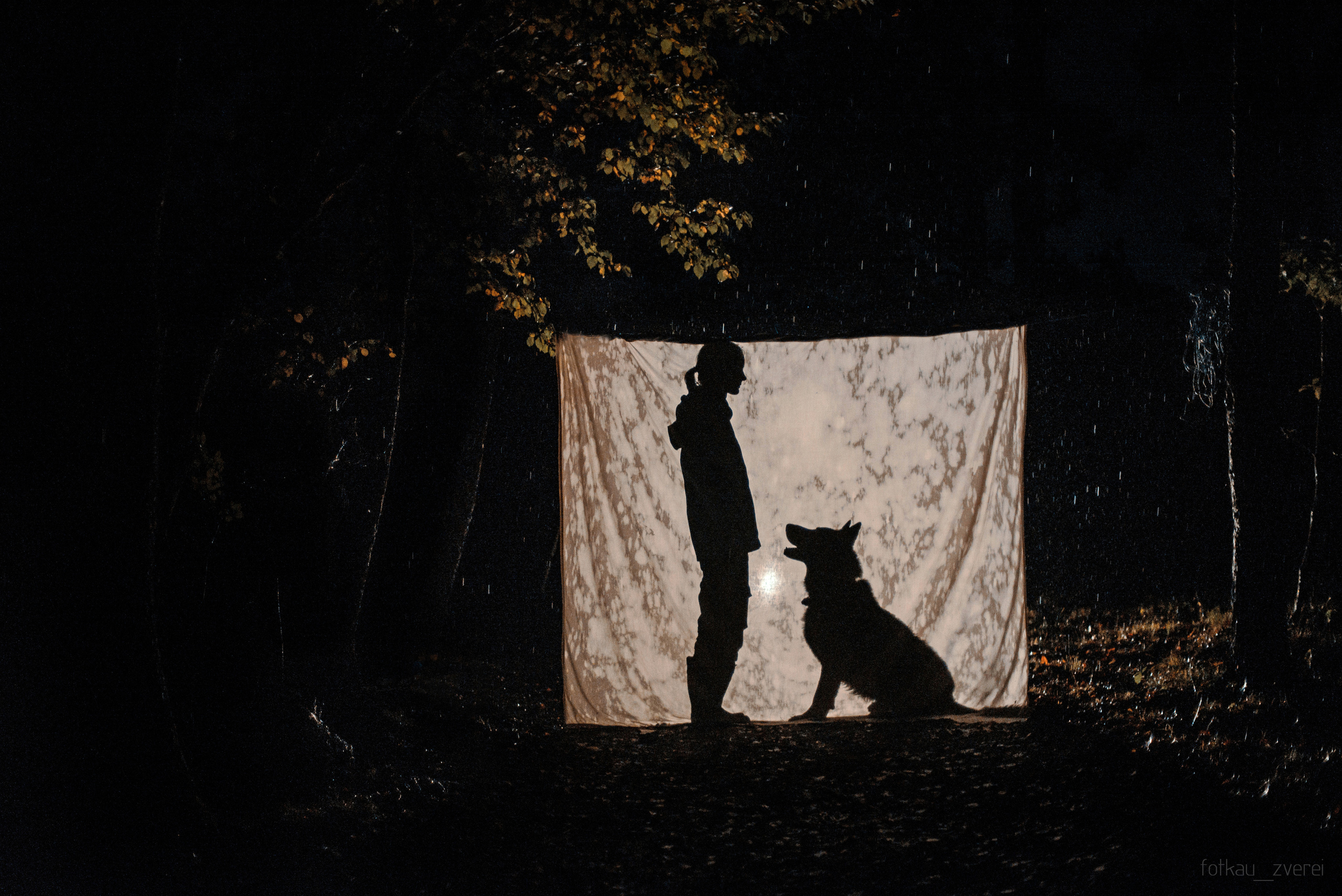 Темное: овчарка Ермак и Ира в лесу под дождем. Портфолио