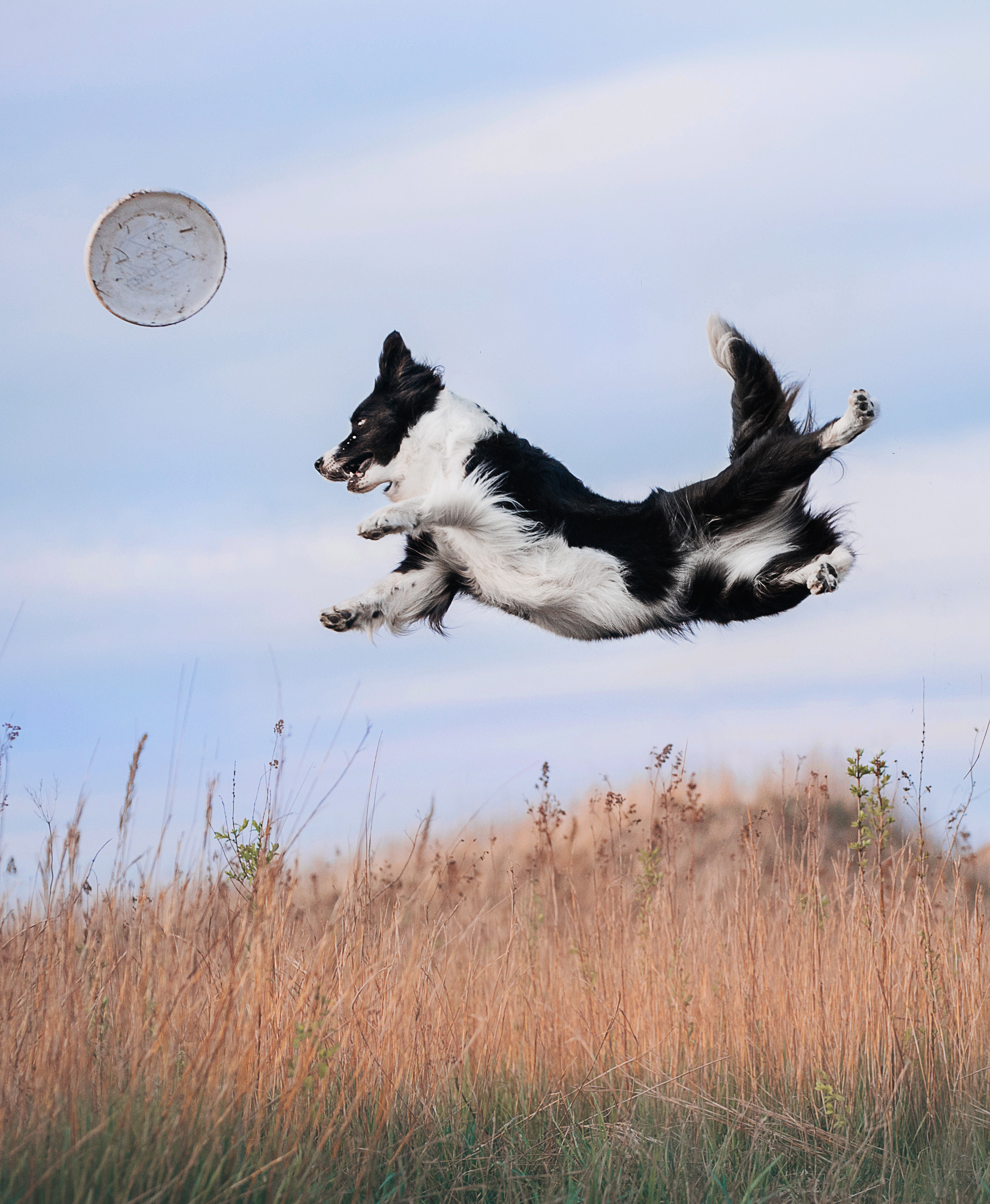 Бордер-колли Юппи, овчар Тайфун, Наташа и Дима. Портфолио