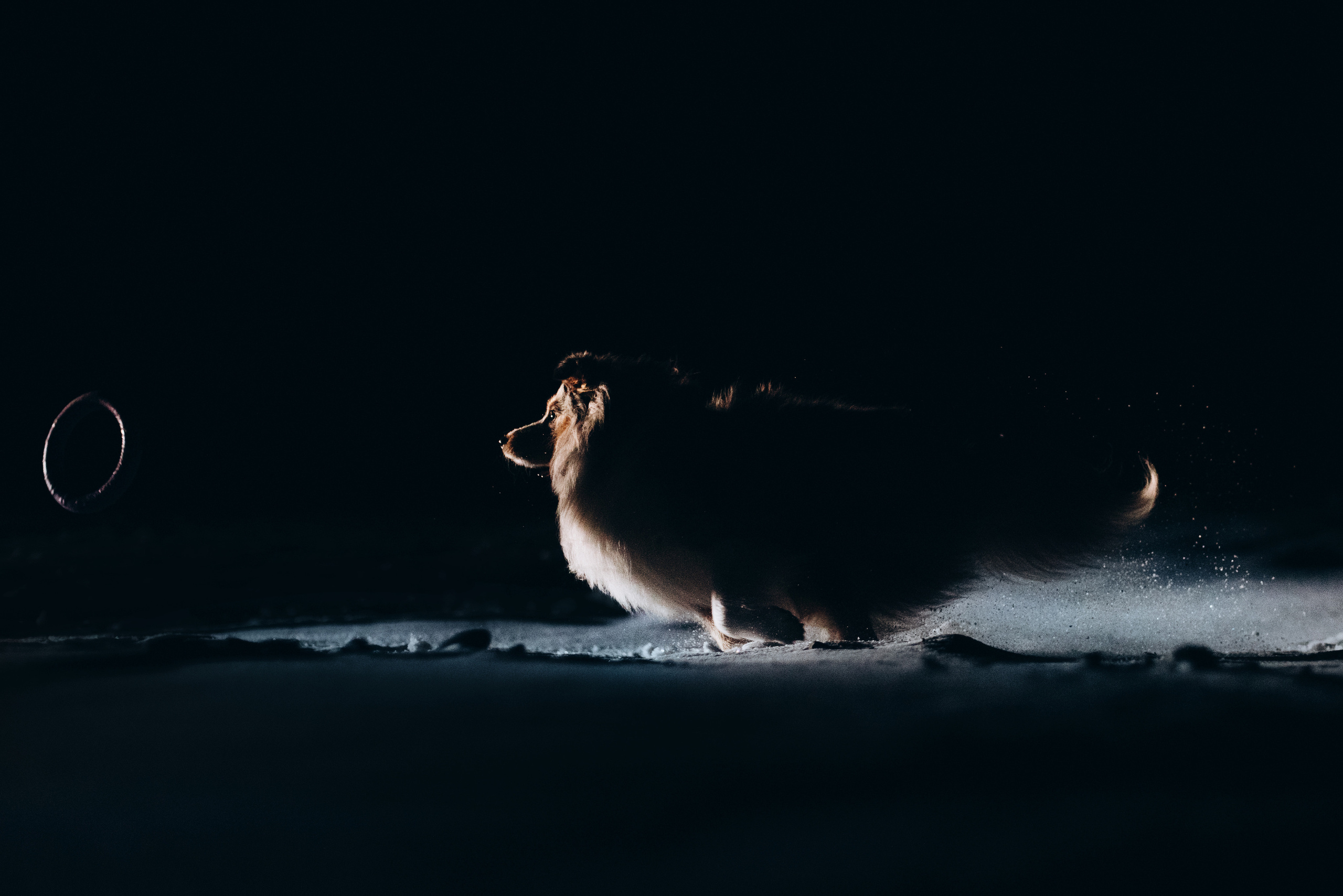 Шелти Расс. Портфолио