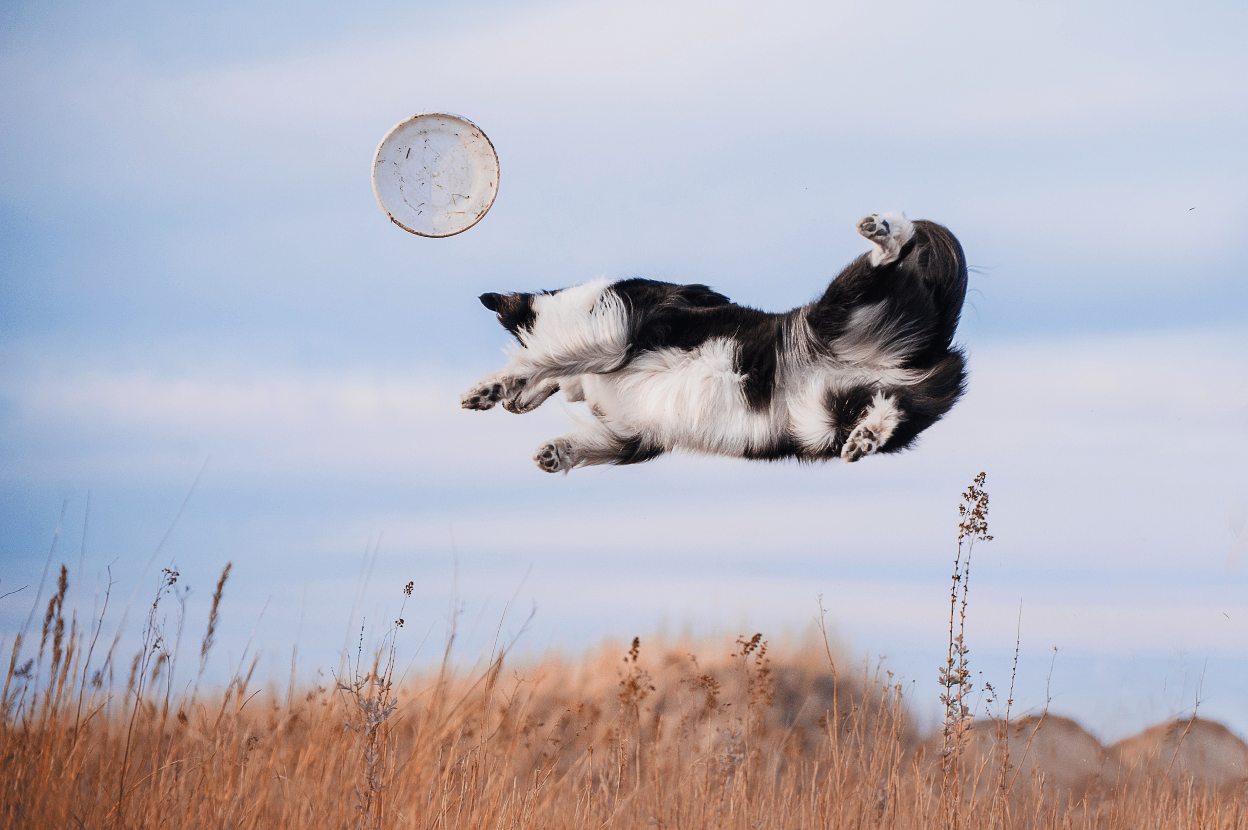 Бордер-колли Юппи, овчар Тайфун, Наташа и Дима. Портфолио