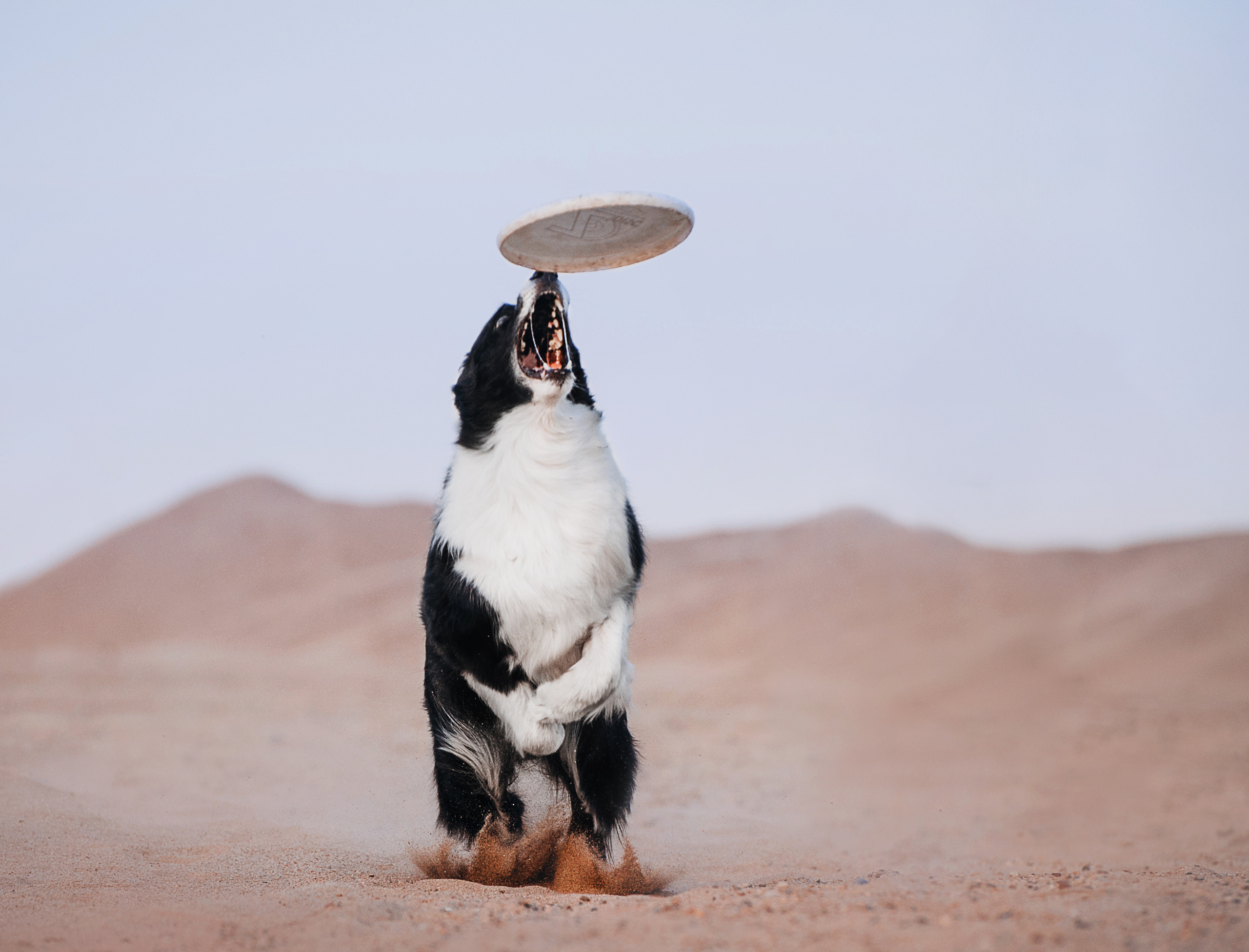 Бордер-колли Юппи, овчар Тайфун, Наташа и Дима. Портфолио