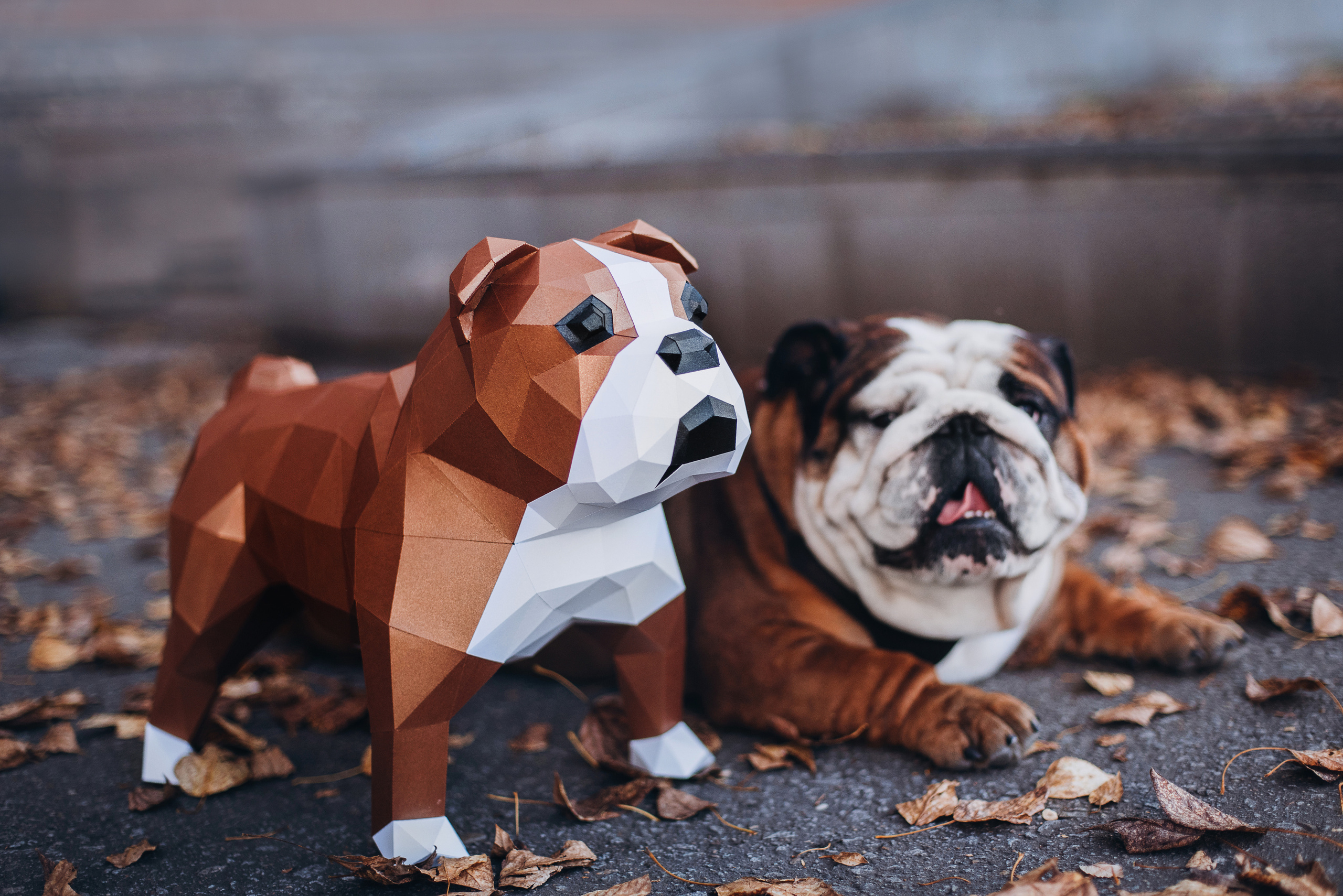 Рассвет в городе: бульдог Роберт и Юля. Портфолио