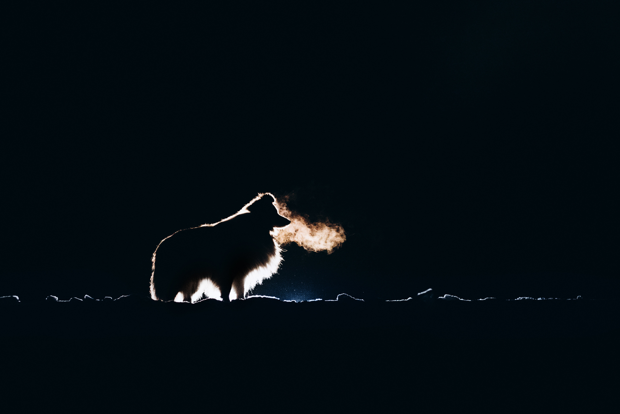 Шелти Расс. Портфолио